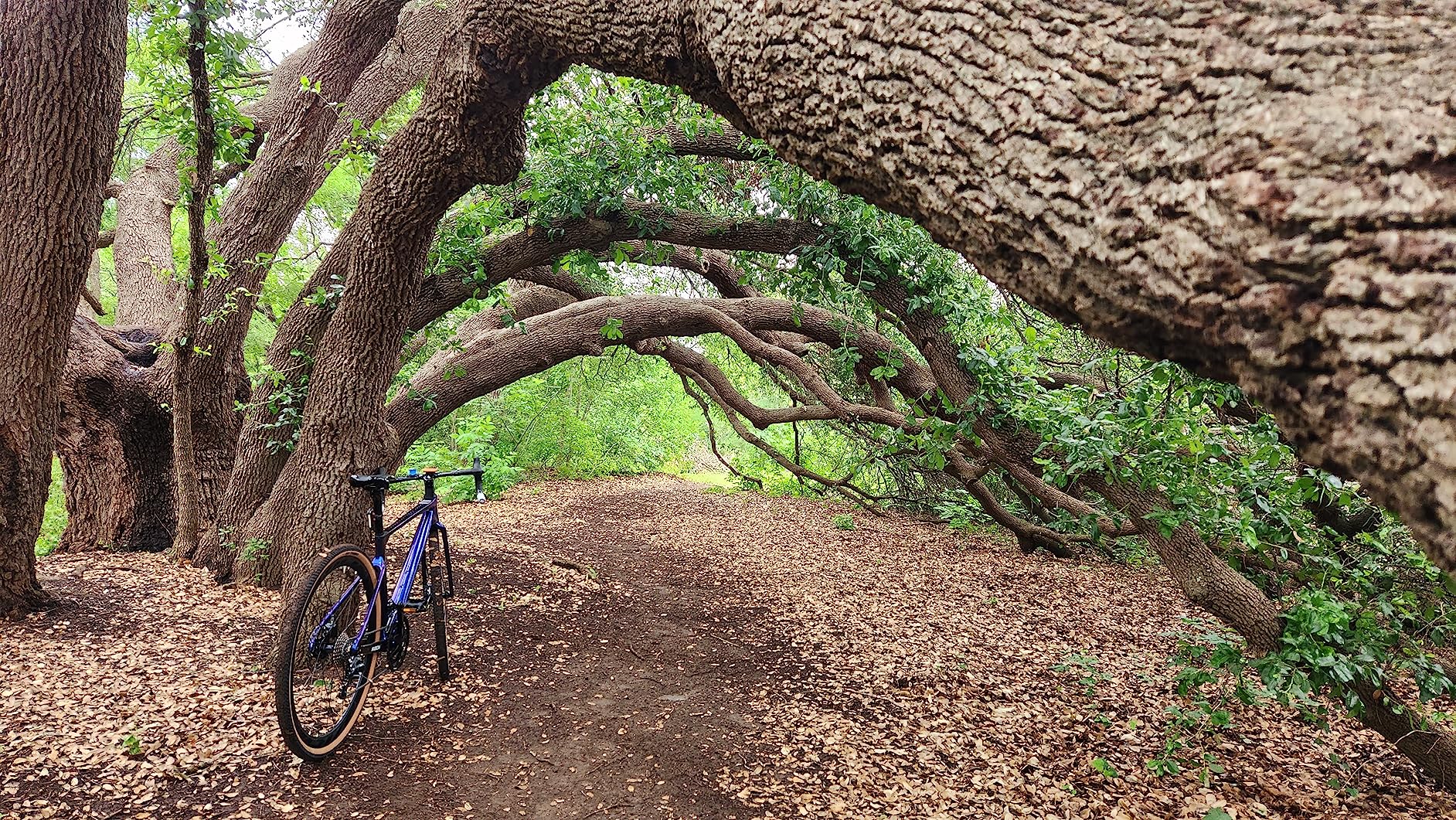 KABON Carbon Gravel Road Bike, T800 Carbon Fiber Frame 700C Road Bike with 18 Speeds Drivetrain, Integrated Carbon Handlebar, Disc Brakes Racing Bicycle for Adult Unisex customer photo 1
