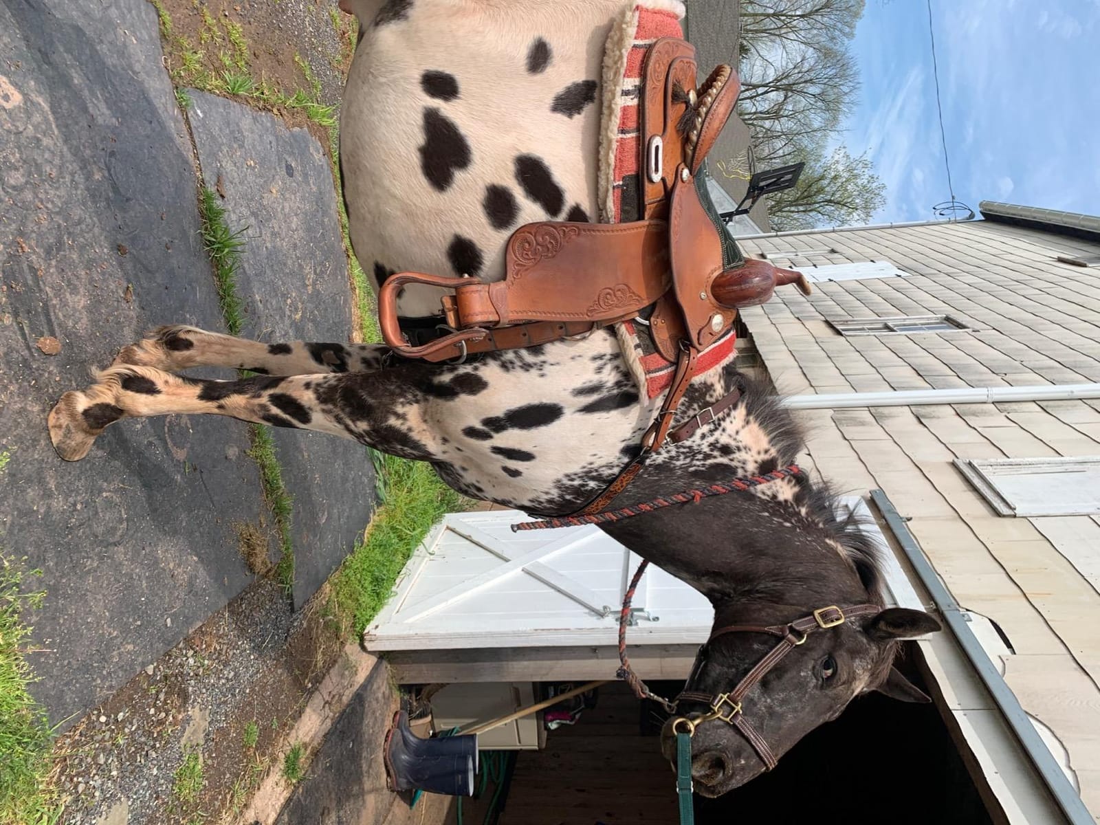 Tough 1 Tough-1 Square Saddle Pad/Fleece Bottom customer photo 1