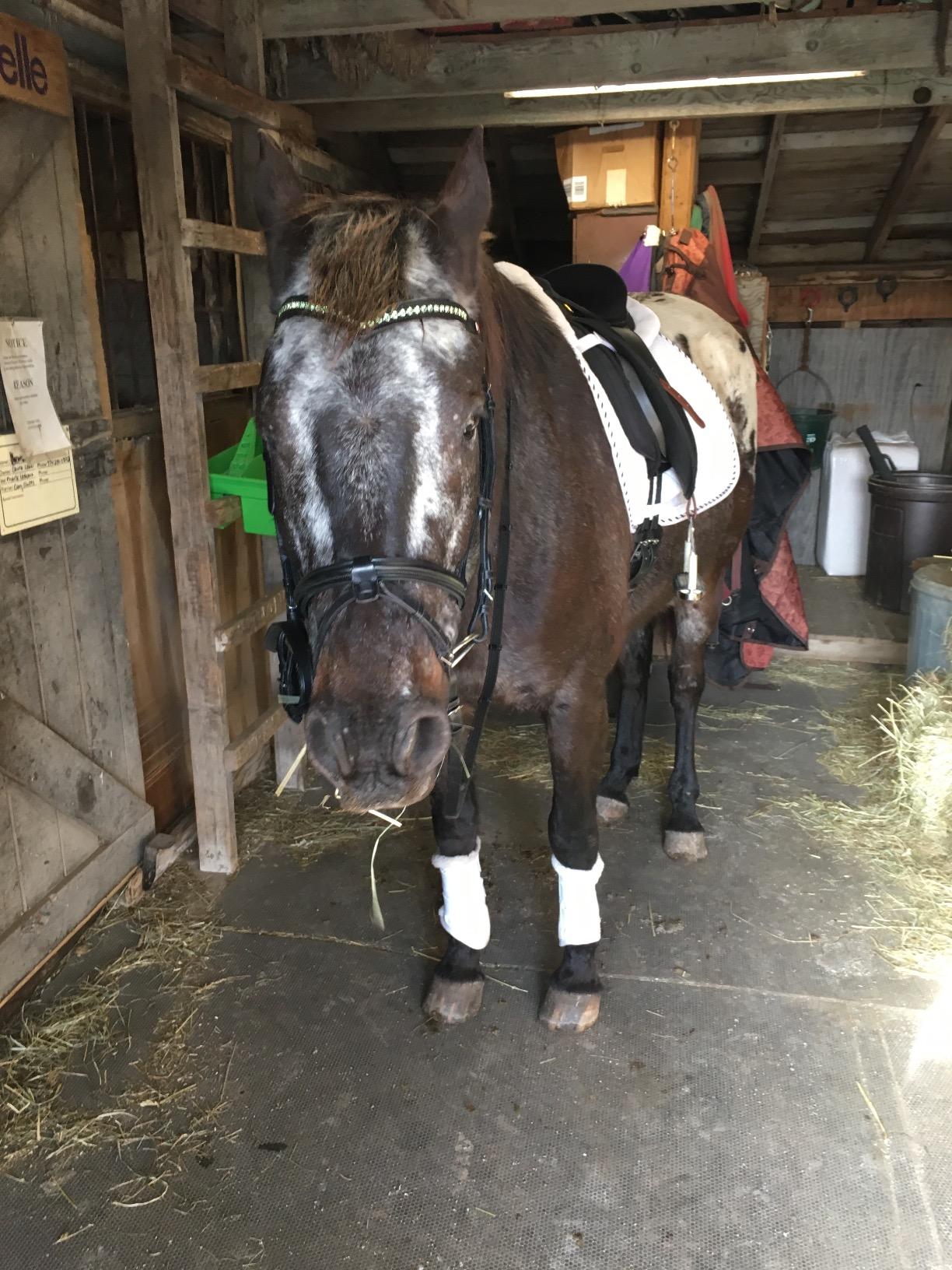 Henri de Rivel Pro Padded Dressage Bridle with Web Reins customer photo 1
