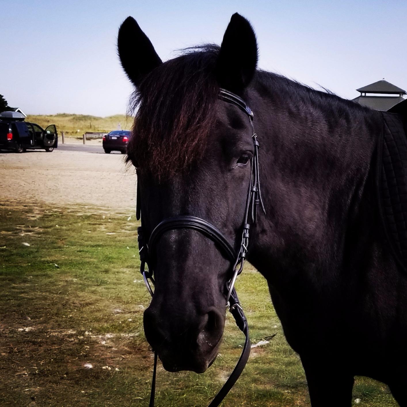 Henri de Rivel Pro Padded Dressage Bridle with Web Reins customer photo 2