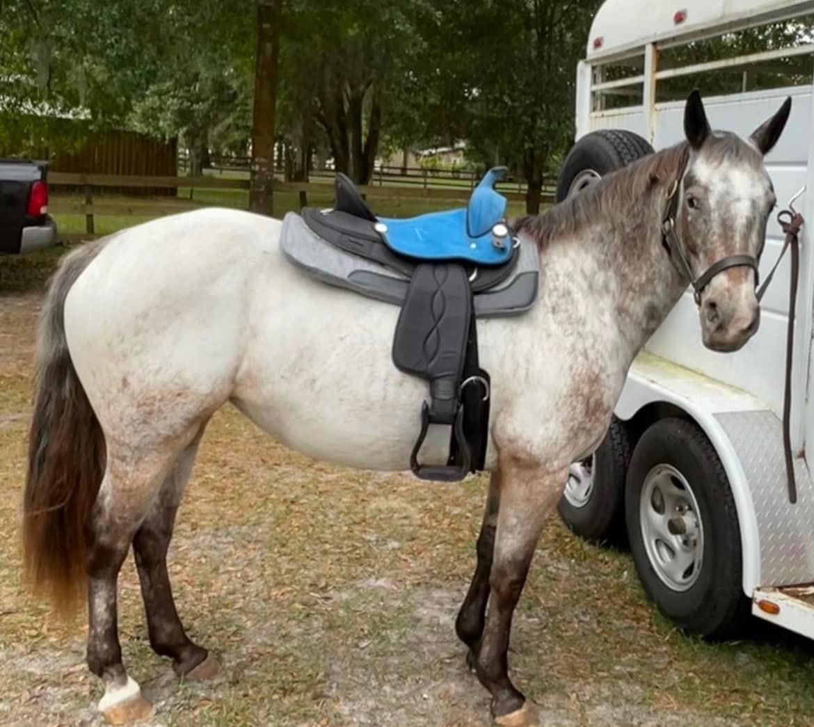 King Series Eclipse by Tough1 Round Skirt Competition Saddle customer photo 2
