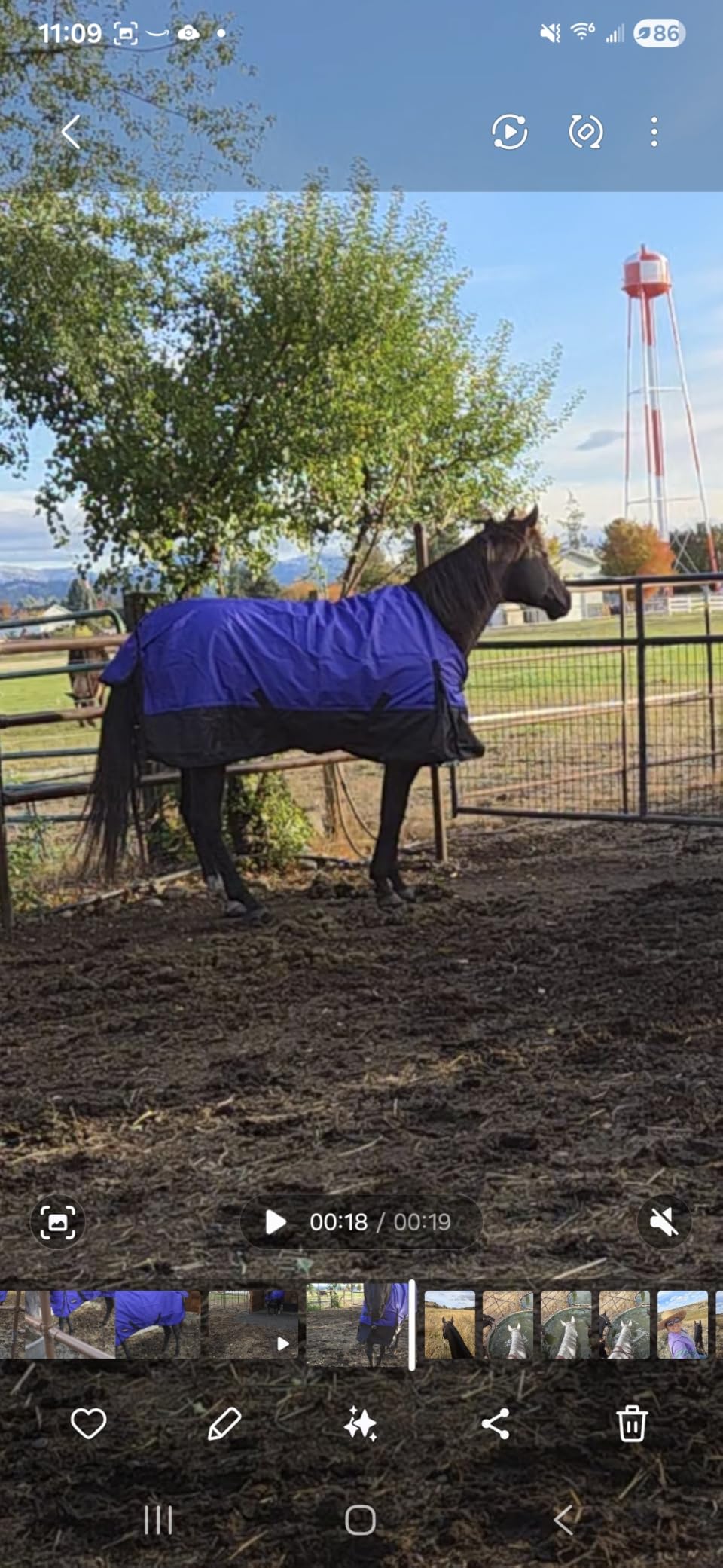 Tough 1 600 Denier Waterproof Horse Sheet customer photo 1