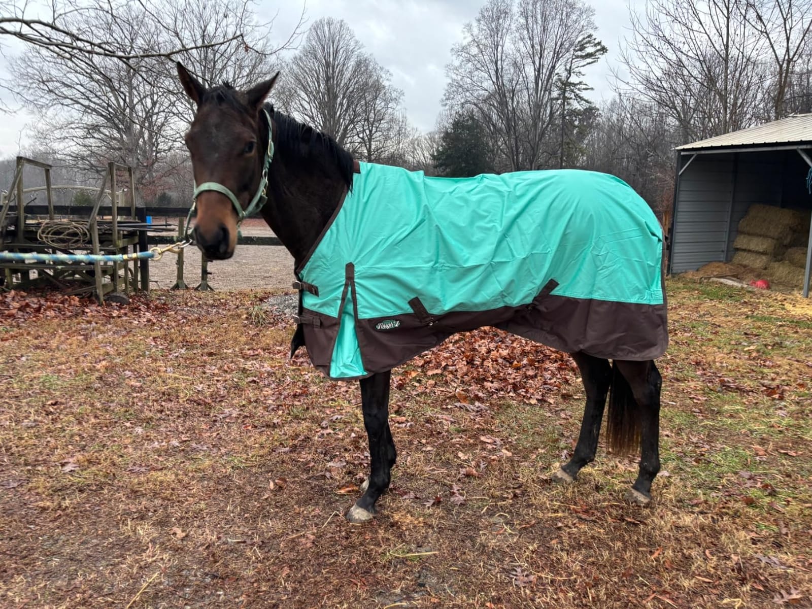 Tough 1 600 Denier Waterproof Horse Sheet customer photo 2