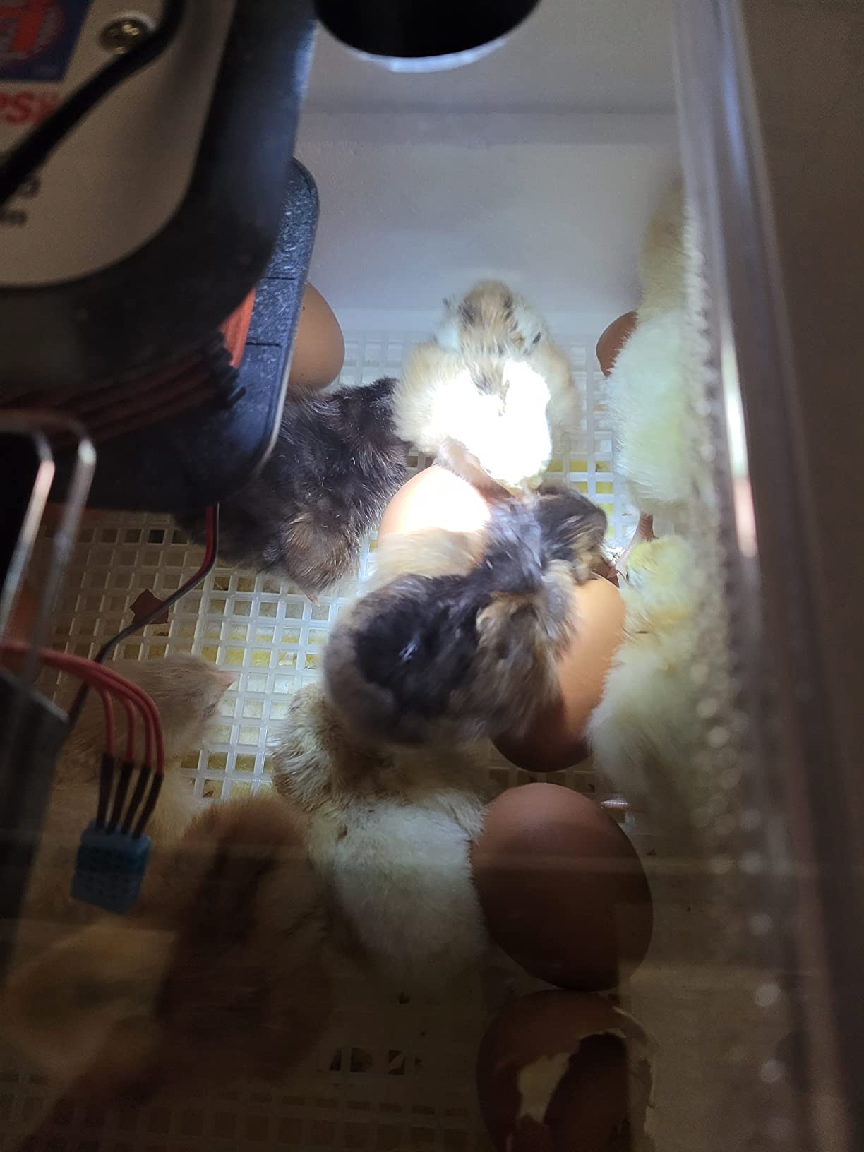 Farm Innovators 41 Egg Digital Circulated Air Incubator, Auto Turner, White | Readout Shows Temp, Humidity & Days to Hatch, 360-Degree Window, E-Z Fill Water Channels, Holds Duck & Goose Eggs customer photo 2