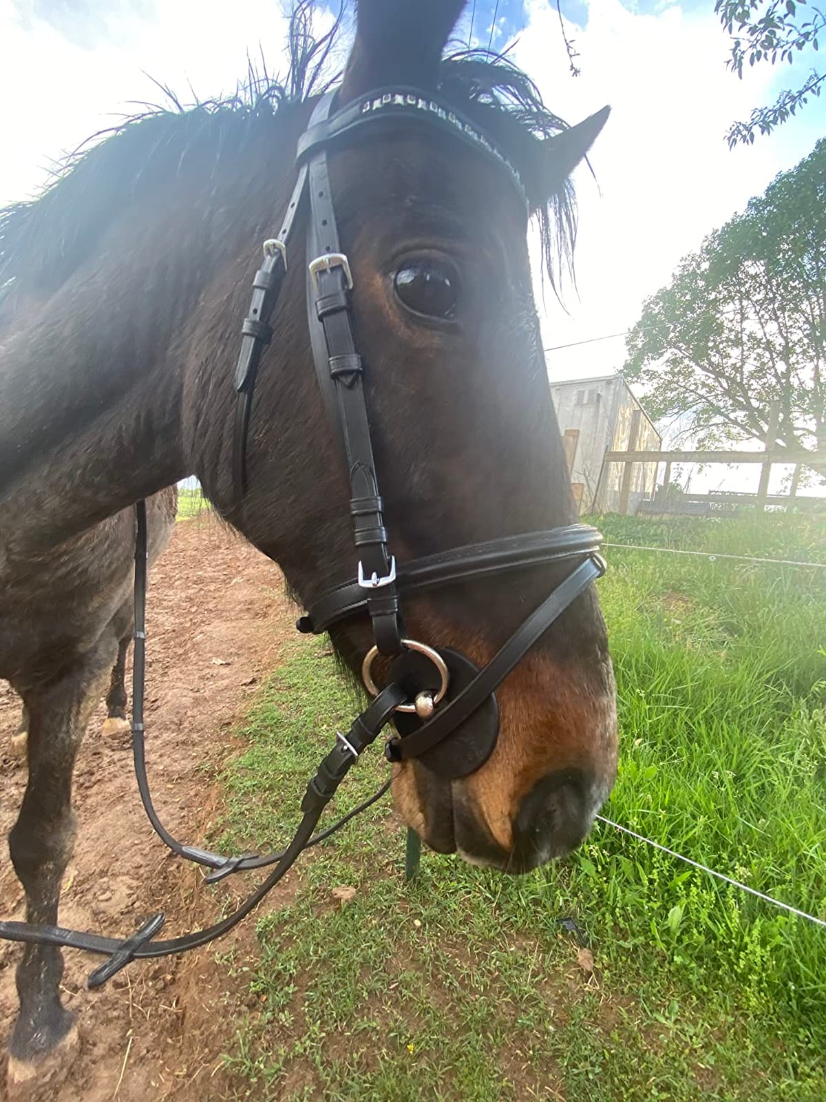 HORZE Weston Padded Leather Snaffle Bridle with Flash Noseband and Web Reins | English Bridle for Horses customer photo 2