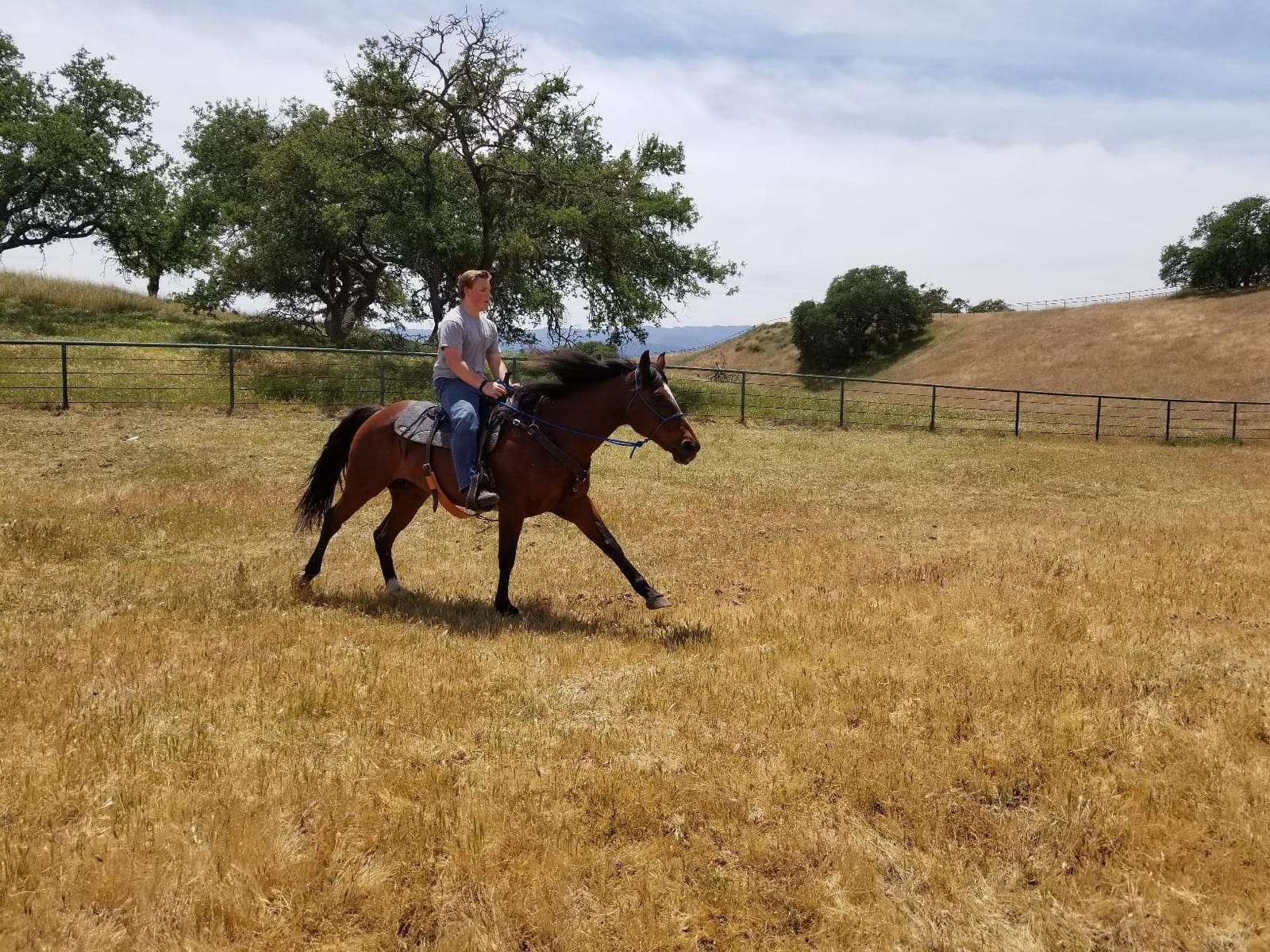 OrthoRide Correction Saddle Pad Western Saddle Pads - Made in USA customer photo 1