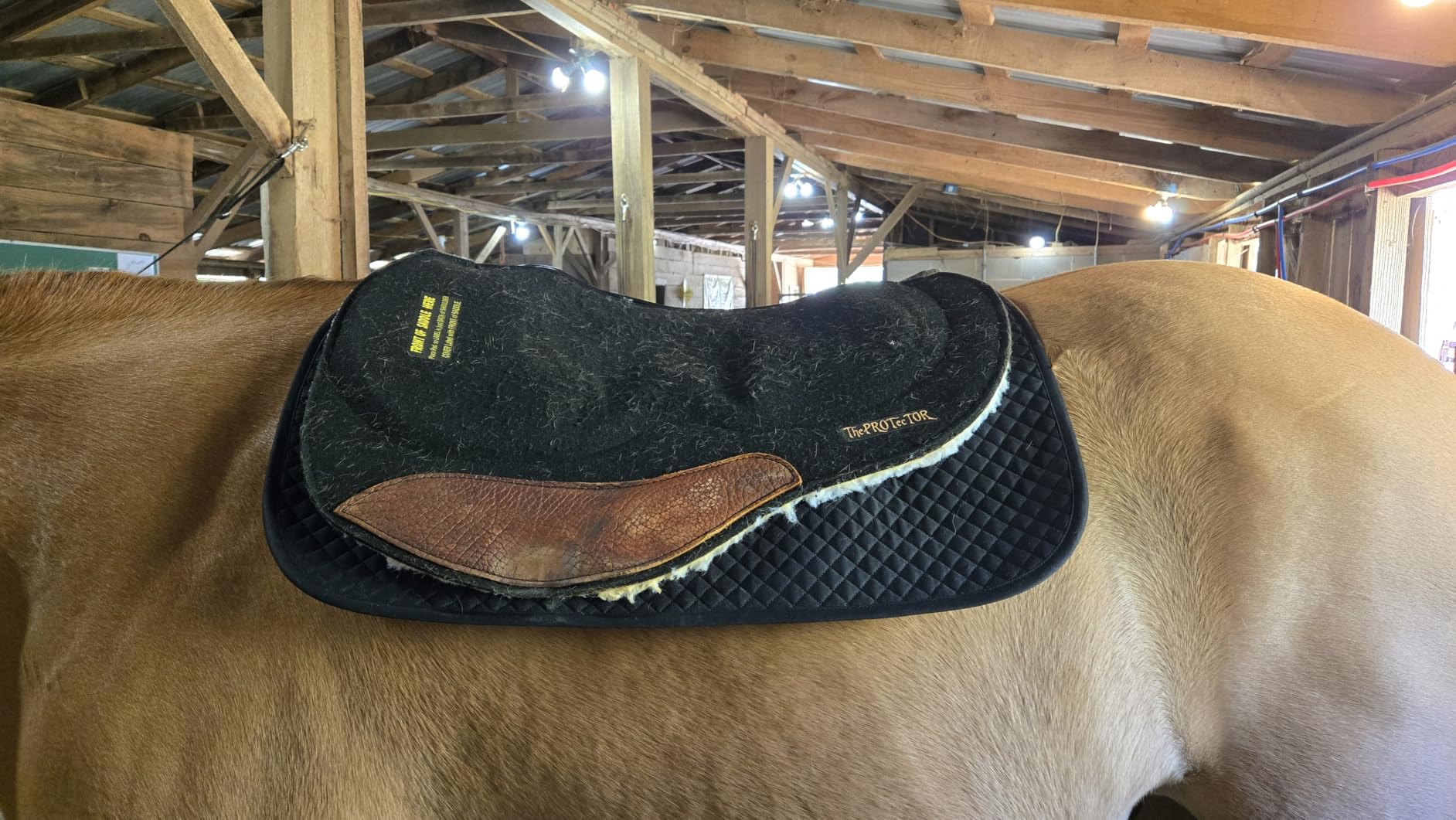 ECP Equine Comfort Products All Purpose Diamond Quilted Western Saddle Pad for Injury Prevention, Breathable, Hypoallergenic, Shock-Absorbing Cushion for Horse Comfort customer photo 1