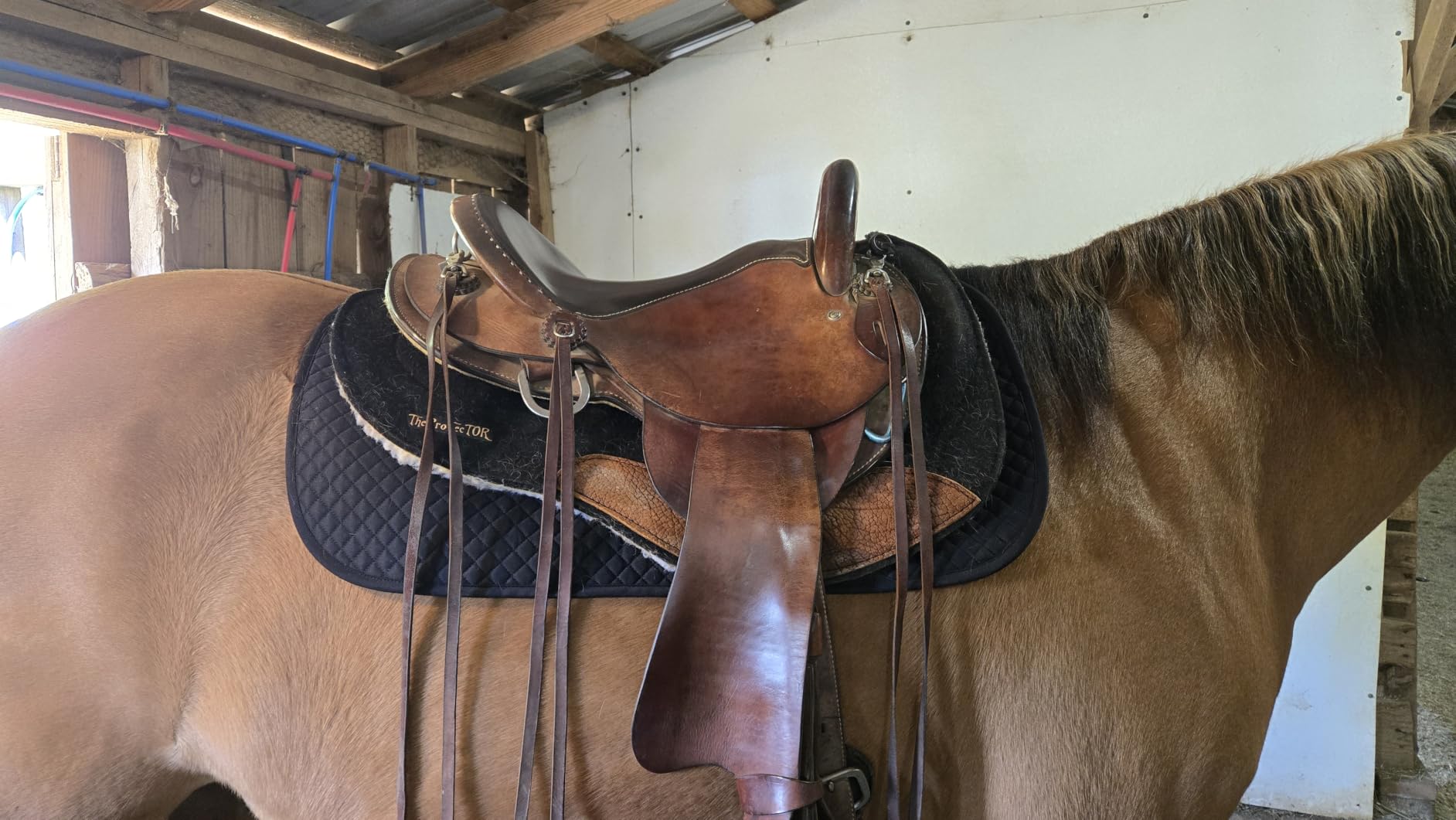 ECP Equine Comfort Products All Purpose Diamond Quilted Western Saddle Pad for Injury Prevention, Breathable, Hypoallergenic, Shock-Absorbing Cushion for Horse Comfort customer photo 2
