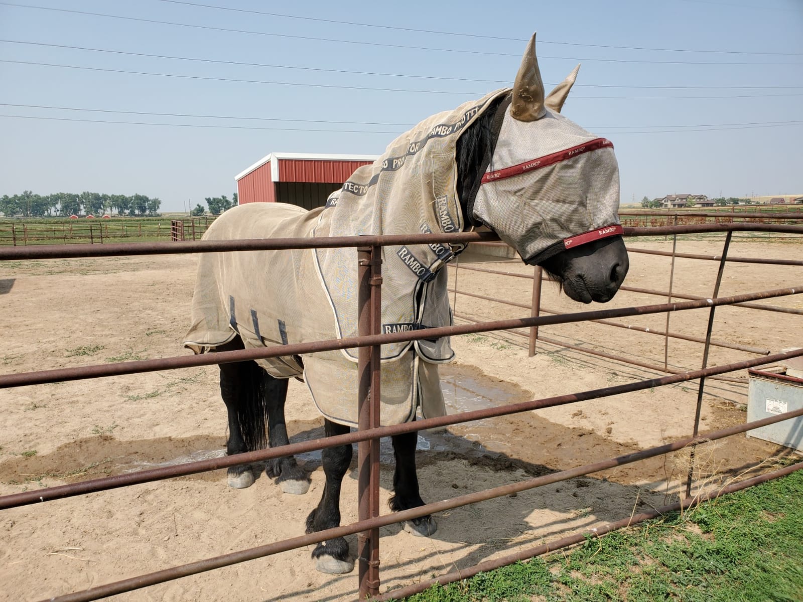 Horseware Rambo Protector Fly Sheet - Silver/Navy & White & Beige customer photo 2