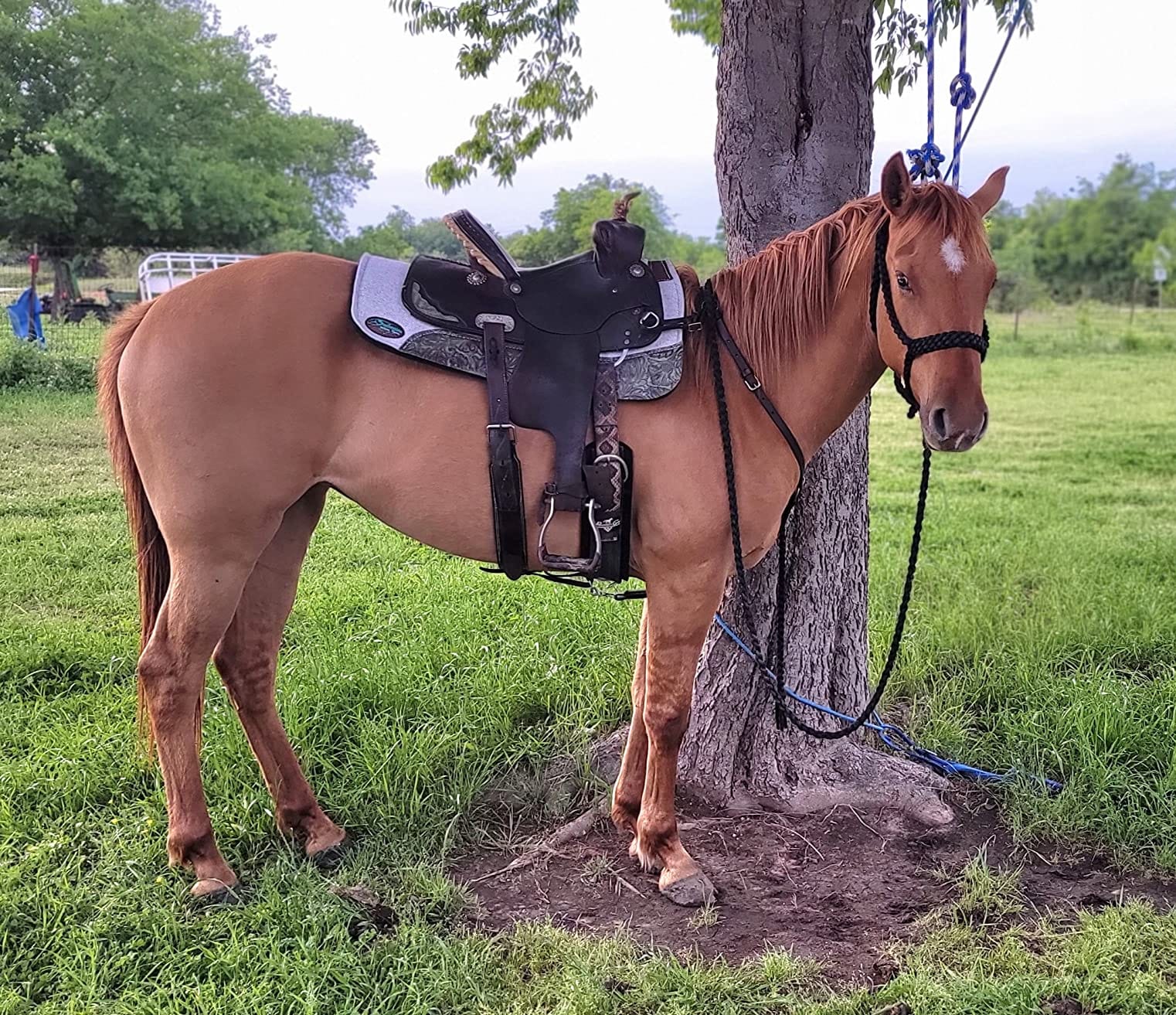 Southwestern Equine OrthoRide Made in USA Premium All Wool Build up, Saddle Pad Western, Classic Contour Saddle Pad, Ortho Pad Horse Saddle Pad, Saddle Blanket, 30x30 & 31x32 customer photo 2