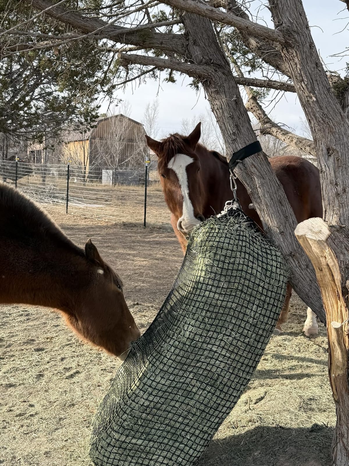 Aoneky Large Hay Net for Horses Slow Feed Horse Feeder Hay Bag 47 Inch Bale Size customer photo 2