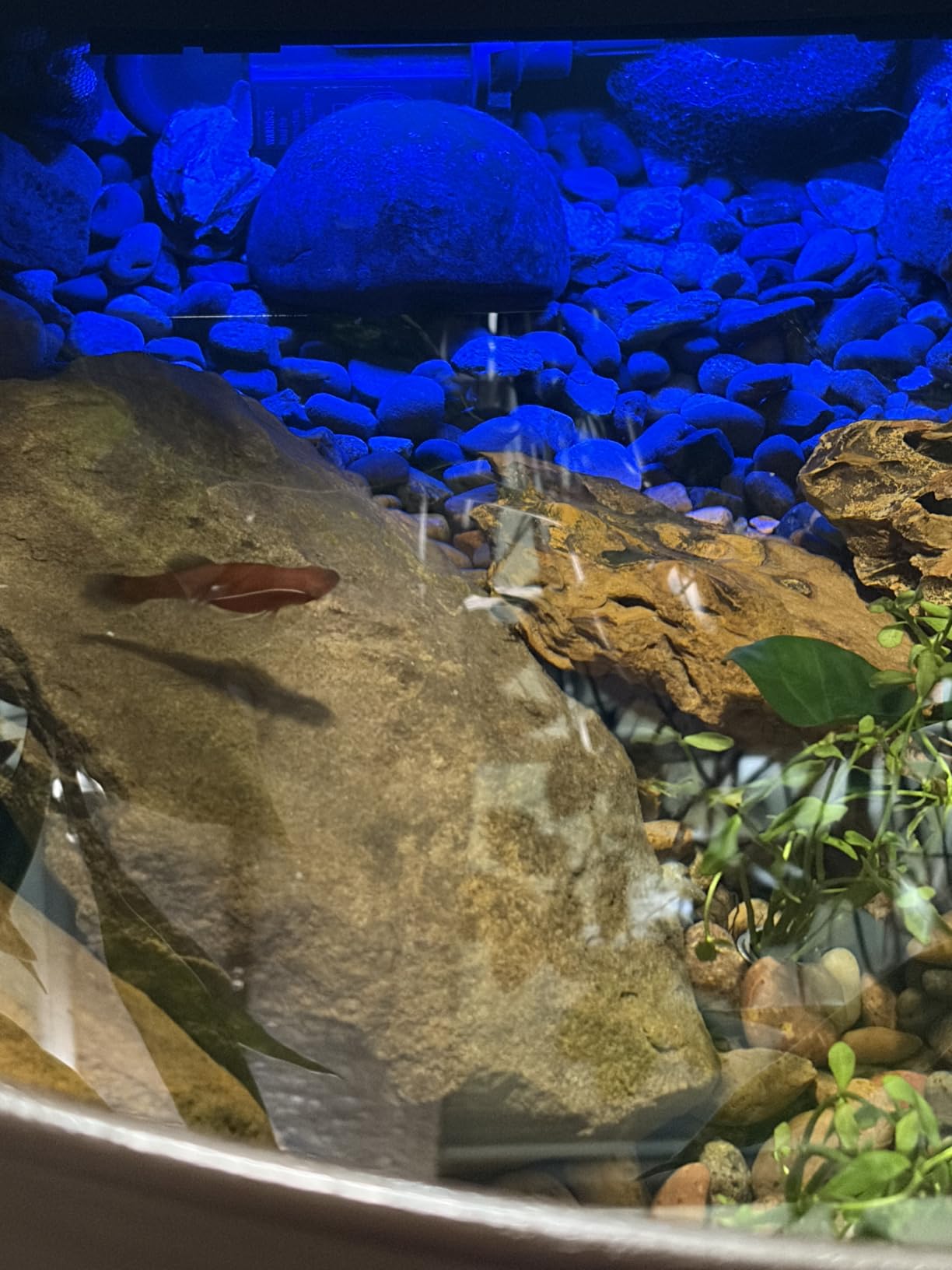 Aquascape AquaGarden Mini Pond Kit customer photo 2