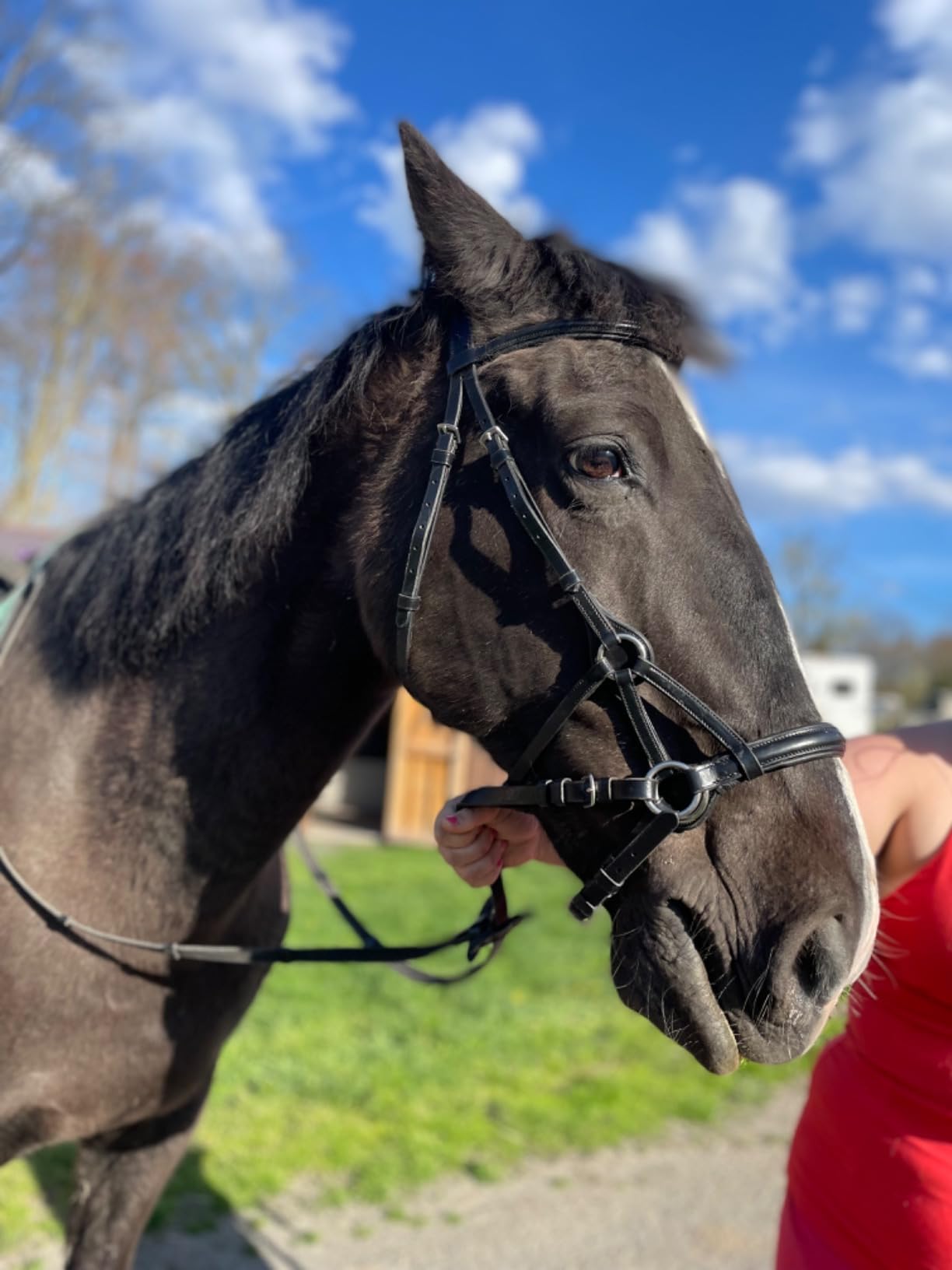 HORZE Denver Soft Leather English Side Pull Bitless Bridle for Horses | Web Reins Included customer photo 2