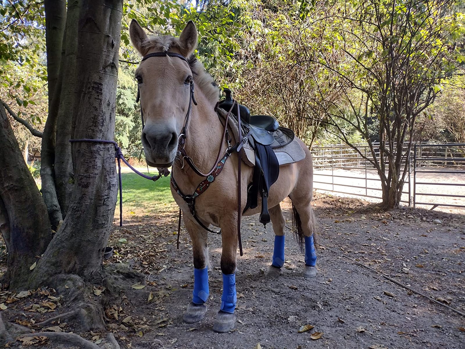 Harrison Howard Splint Boots for Horses 4 Pack, Front & Hind Horse Sport Boots with Neoprene Leg Protection customer photo 1