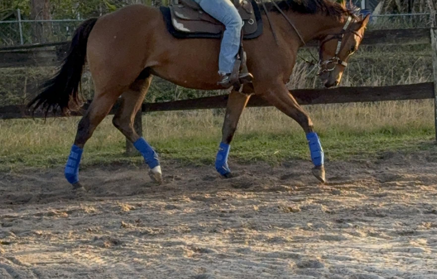 Harrison Howard Splint Boots for Horses 4 Pack, Front & Hind Horse Sport Boots with Neoprene Leg Protection customer photo 2