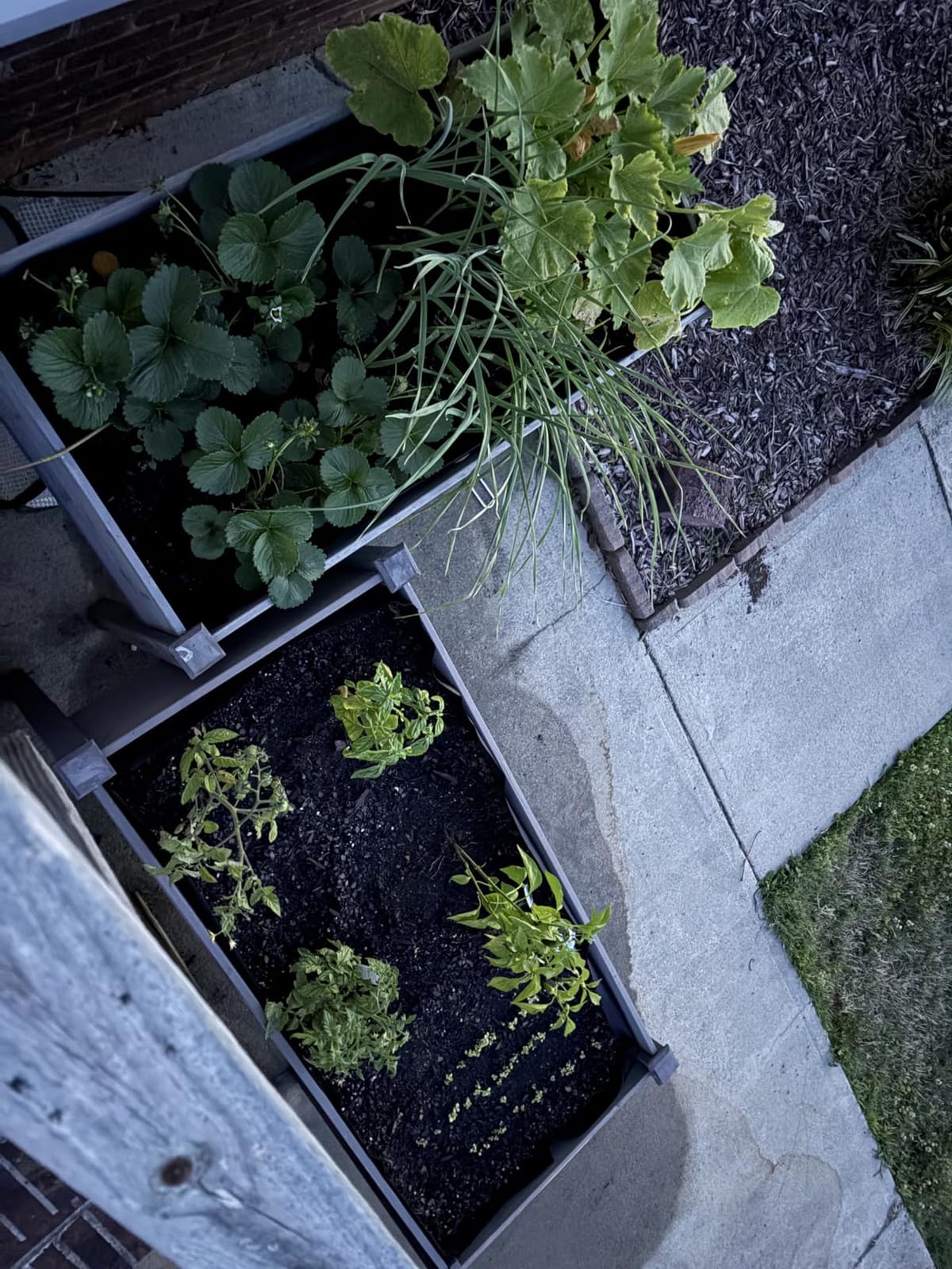 Raised Garden Bed with Legs, 48×24×30 Cedar Wood Elevated Planter Box customer photo 1
