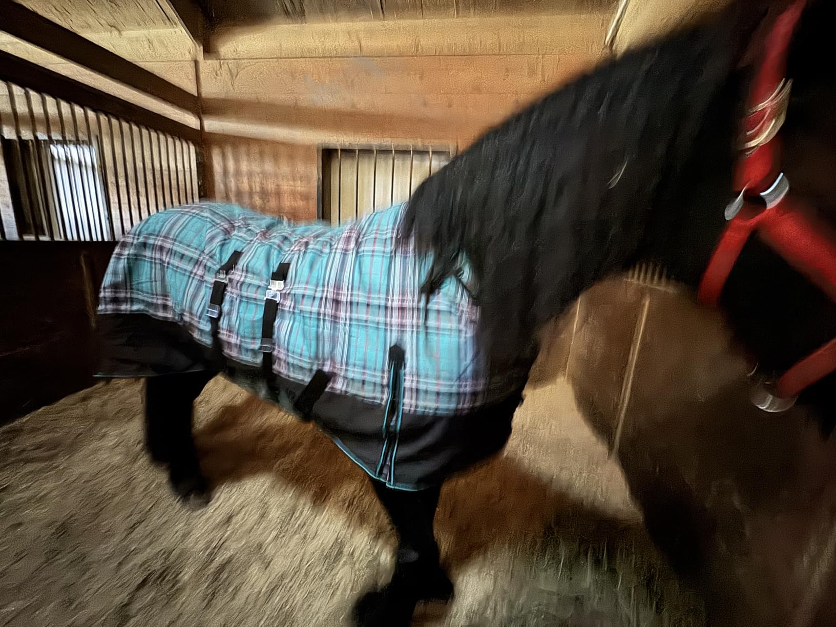 Challenger 1200D Horse Turnout Waterproof Heavy Weight Winter Blanket 598B customer photo 2