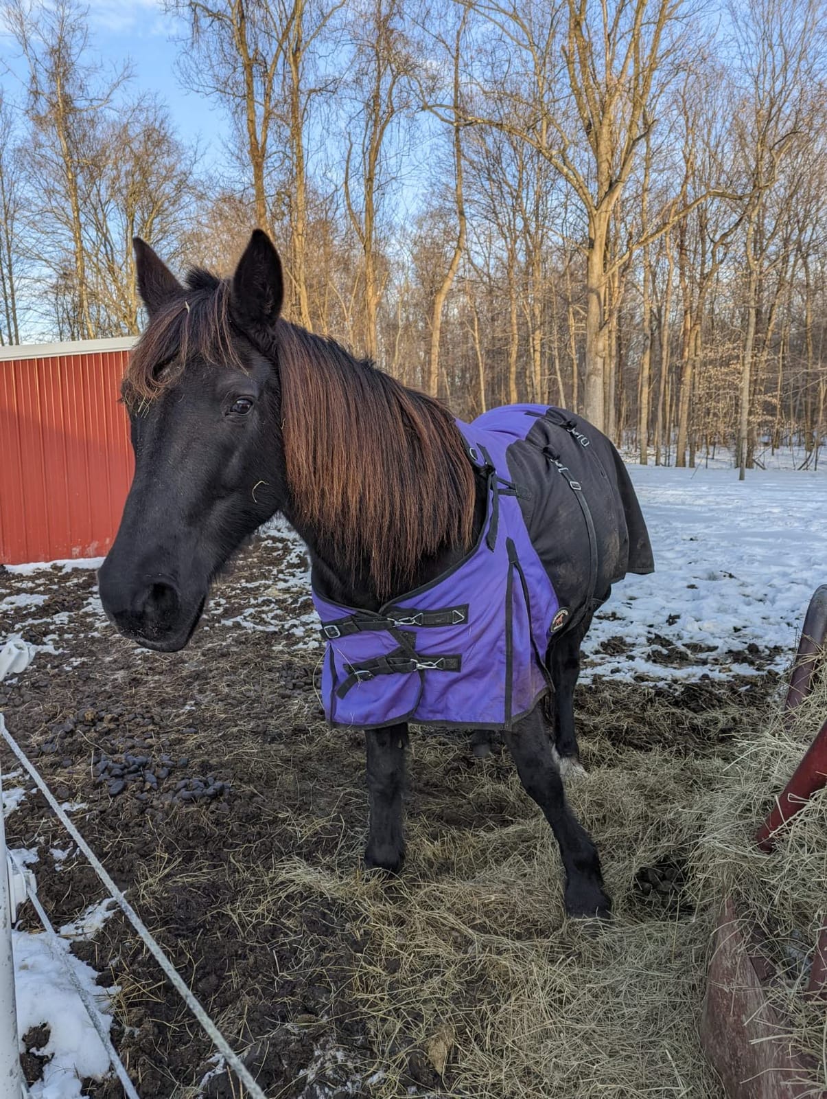 Challenger 1200D Horse Turnout Waterproof Heavy Weight Winter Blanket 5EE20LG customer photo 1
