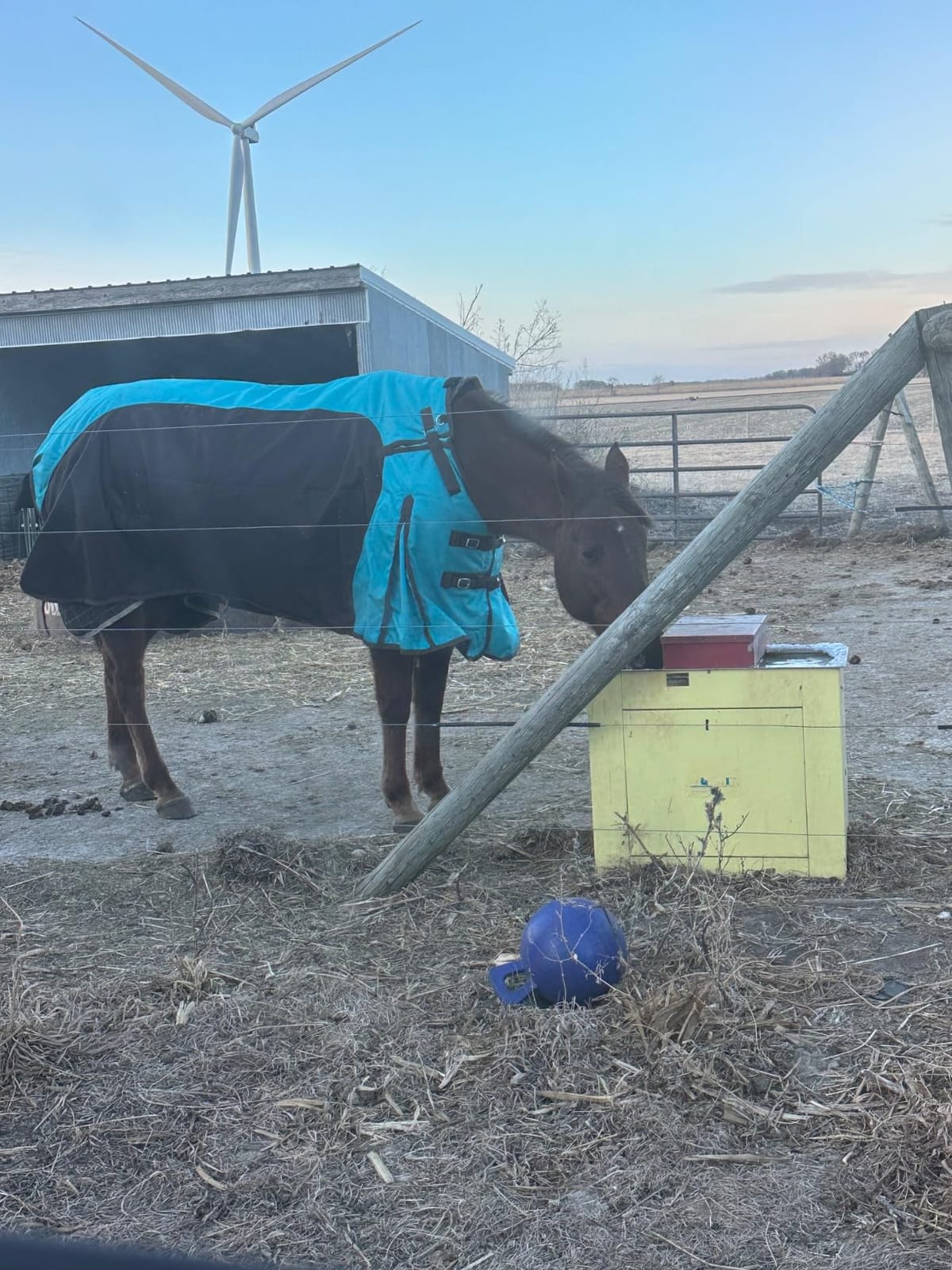Challenger 1200D Horse Turnout Waterproof Heavy Weight Winter Blanket 5EE20LG customer photo 2