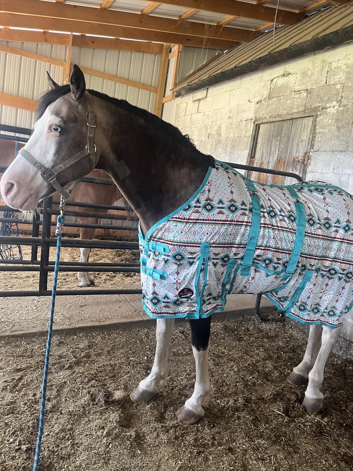 HILASON Horse Fly Sheet Breathable Mesh UV Protection Mosquito Bug Summer customer photo 1