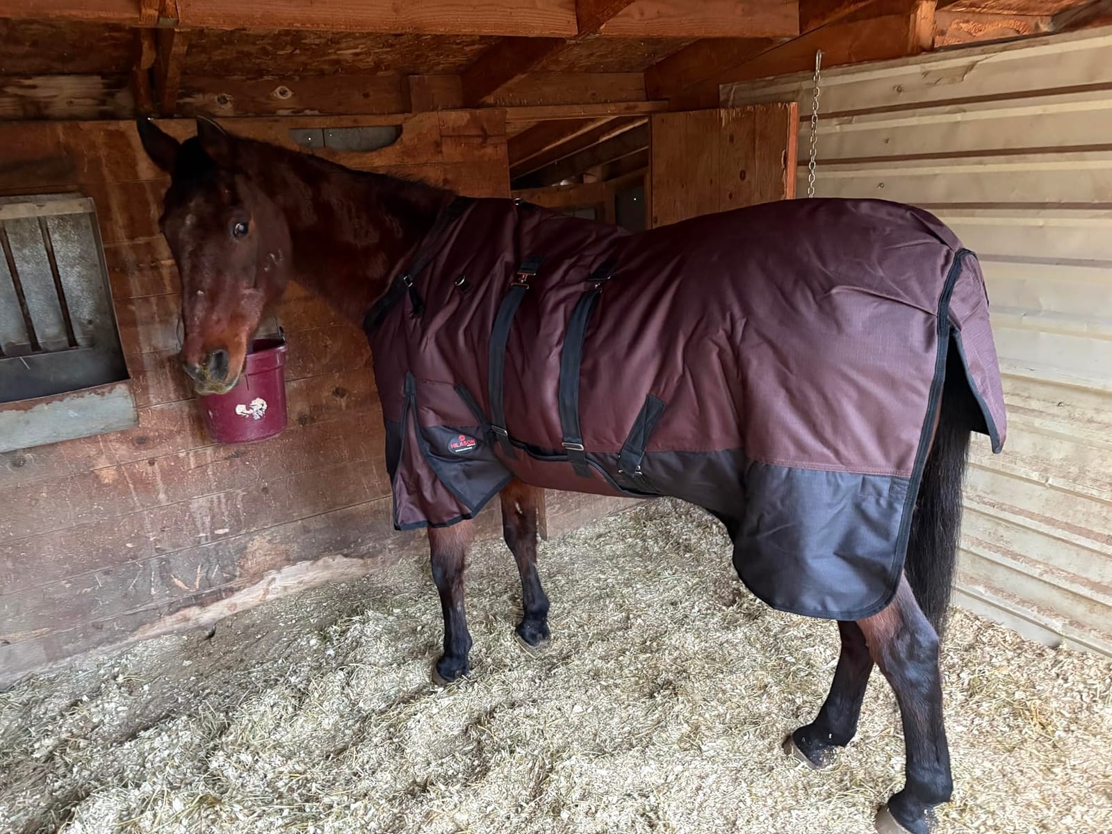 HILASON 1200D Winter Waterproof Poly Horse Turnout Blanket Purple Black | 1200 Denier polyester outer shell, 400-gram poly filling, waterproof breathable rip-stop, belly wrap system, double-buckle customer photo 1