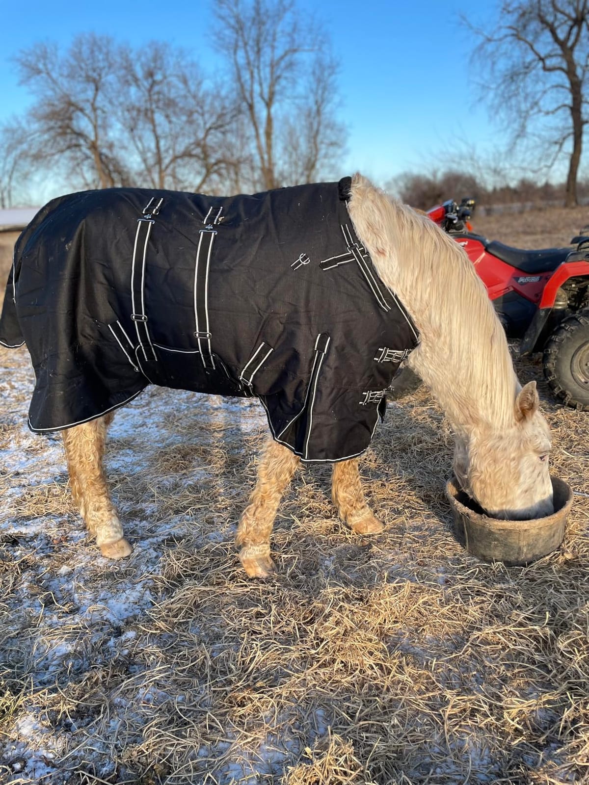 HILASON 1200D Winter Waterproof Poly Horse Turnout Blanket Purple Black | 1200 Denier polyester outer shell, 400-gram poly filling, waterproof breathable rip-stop, belly wrap system, double-buckle customer photo 2