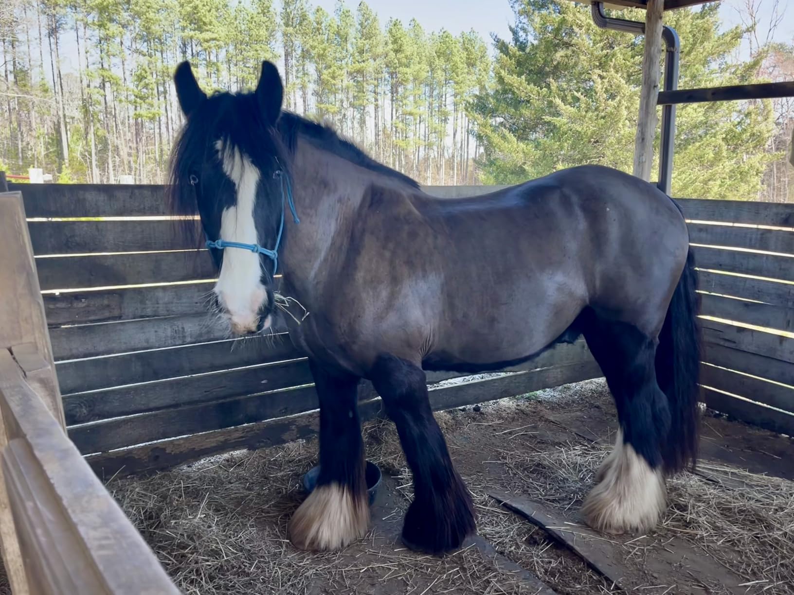 Andis 23330 AGC Super 2-Speed Horse Clipper, Includes T-84 Blade, Burgundy | Cool & quiet running, extra-wide detachable blade, professional horse & pet grooming clipper customer photo 2