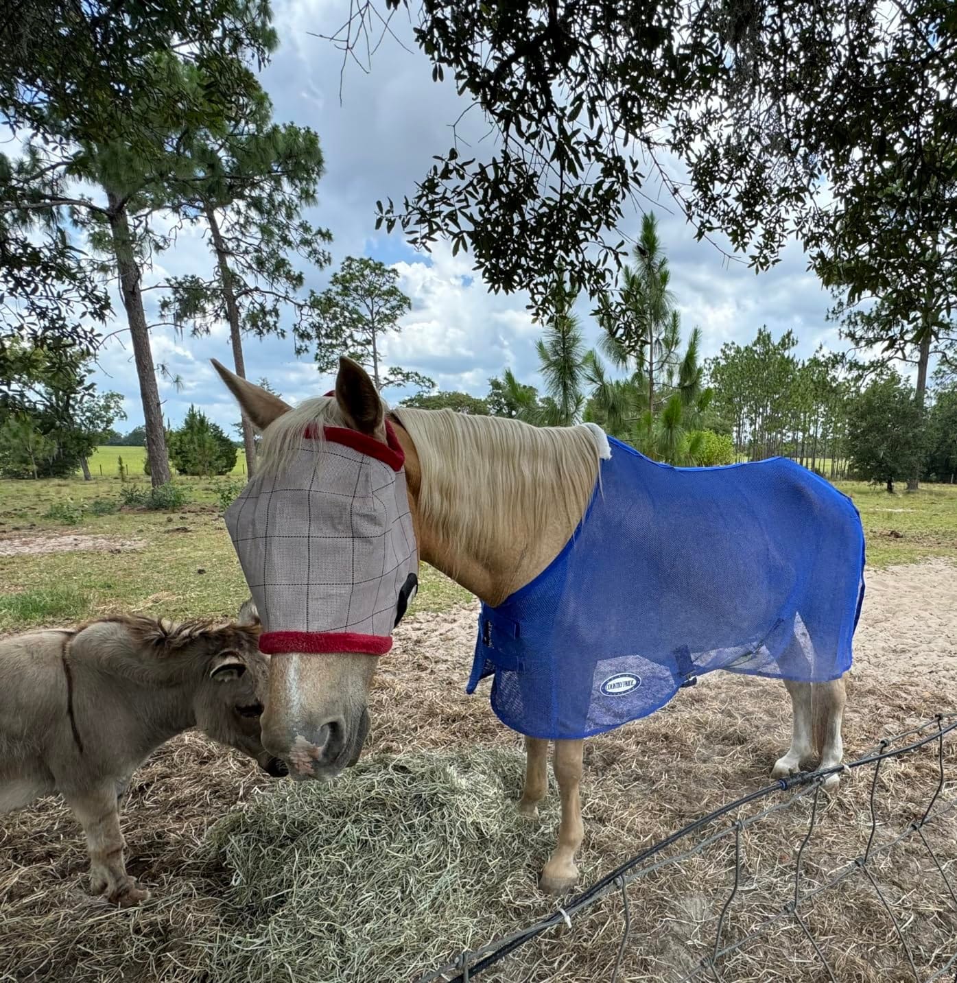 Country Pride Lightweight Fly Sheet Scrim, Breathable Mesh Fly Protection, Double Surcingle Open Front, Bias Surcingle and Tail Cord, Indoor and Trailer Use customer photo 2