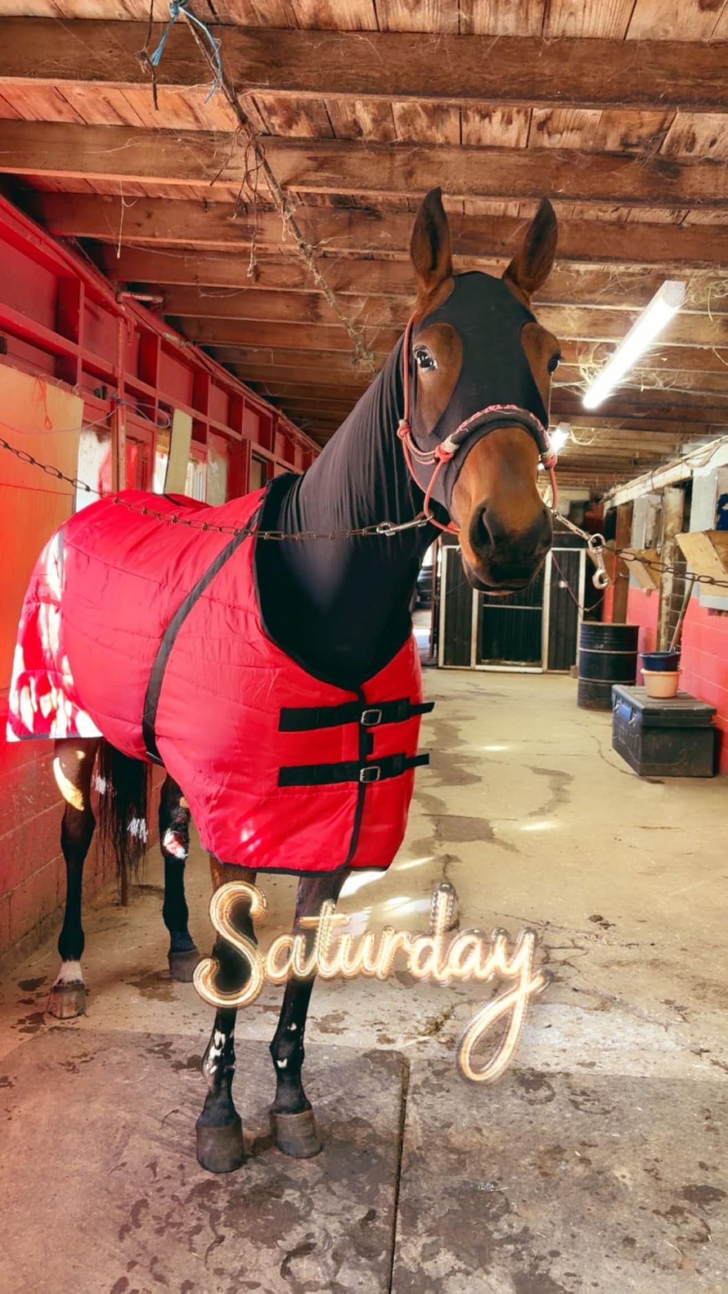 Country Pride Sentinel Channel Quilt Horse Stable Blanket, Midweight Open Front, 420D Nylon Outer Shell, 250g Poly-Fill Insulation, Wither Protection, Adjustable Leg Straps, Bias Surcingle (78, Black) customer photo 1