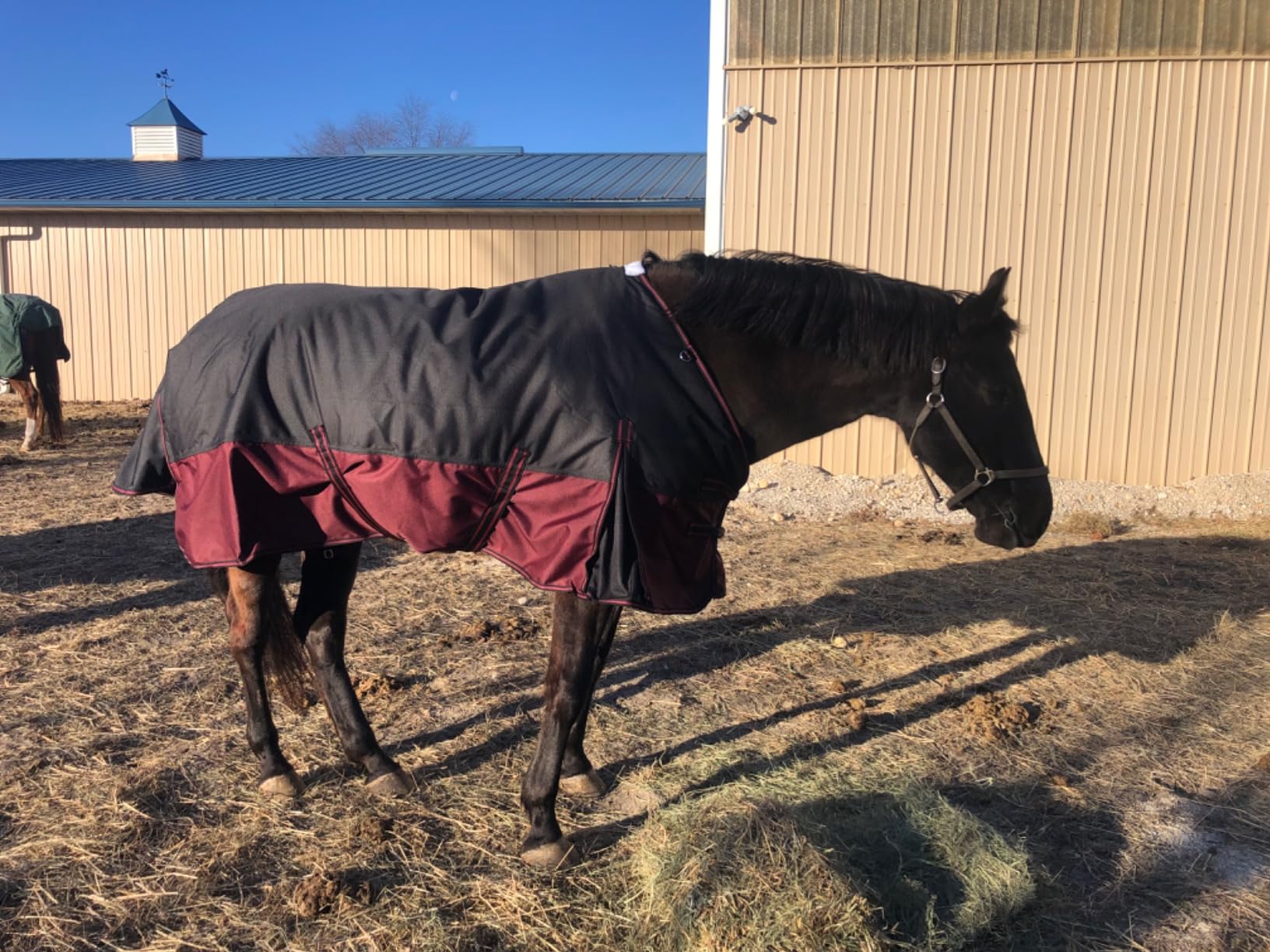 LEAFOREST 1200D Horse Blanket Waterproof Breathable Turnout (no Filling) Standard Neck Horse Sheet Black Grey 75IN customer photo 1