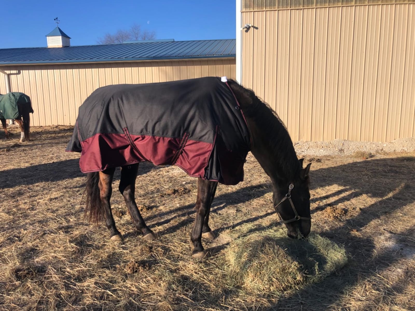 LEAFOREST 1200D Horse Blanket Waterproof Breathable Turnout (no Filling) Standard Neck Horse Sheet Black Grey 75IN customer photo 2
