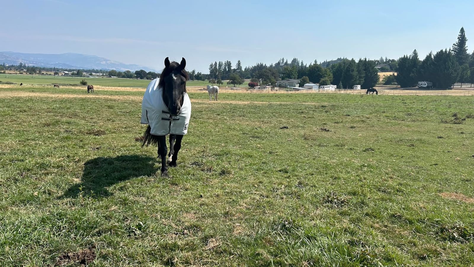 Equinavia Gard Horse Fly Sheet Nylon Mesh Equine Fly Sheet for Horses, Pony | Turnout Horse Fly Sheets, Breathable Pony & Horse Sheet, Lightweight, Against Pests, Sun UV Protection customer photo 2