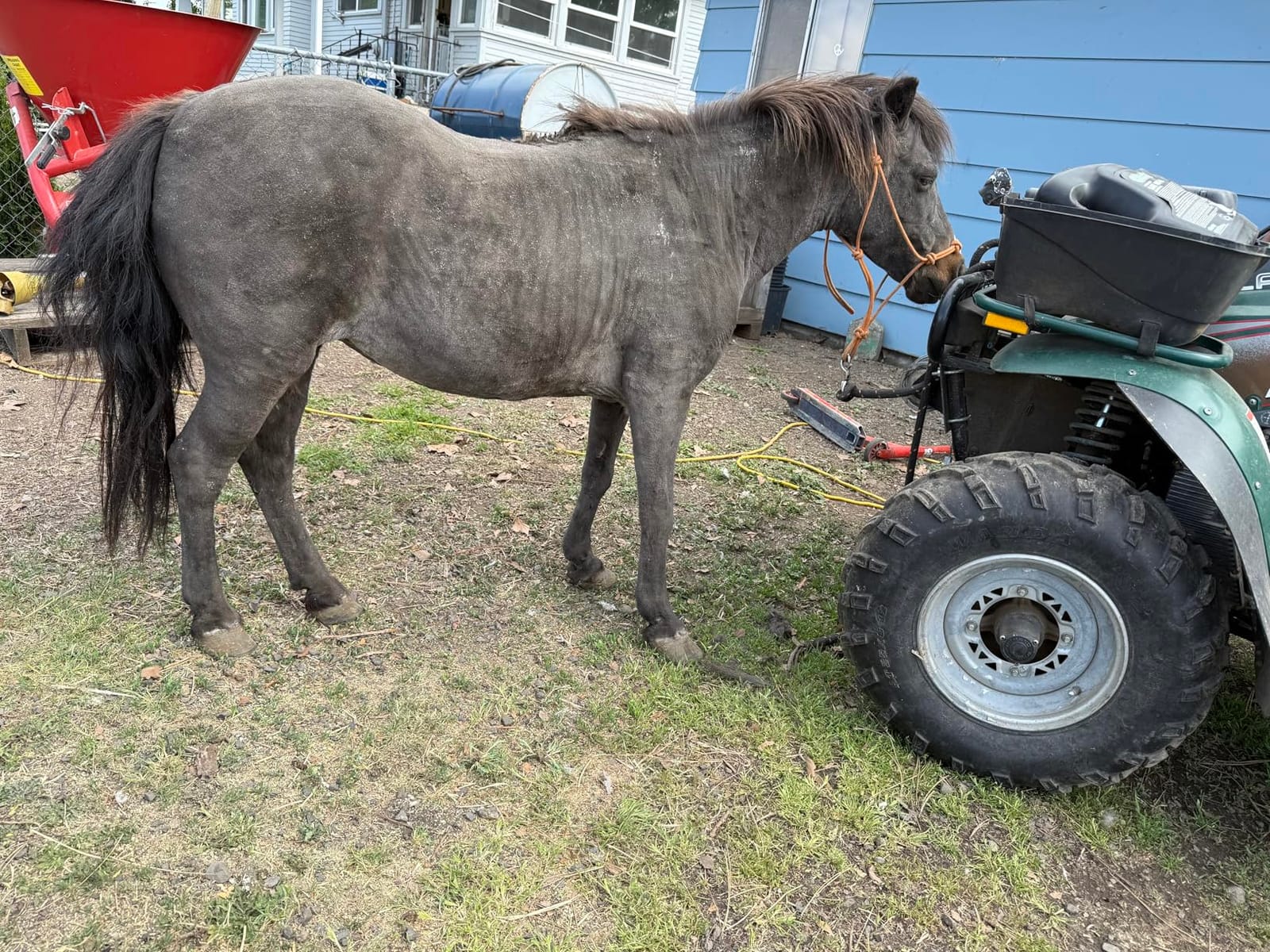 TAKEKIT Horse Clippers, 600W Professional Heavy Duty Horse Body Clippers, 6-Speeds Large Livestock Clippers for Body Clipping Horse Equine Cattle and Thick Coat Animals, with One Set of Extra Blades customer photo 1