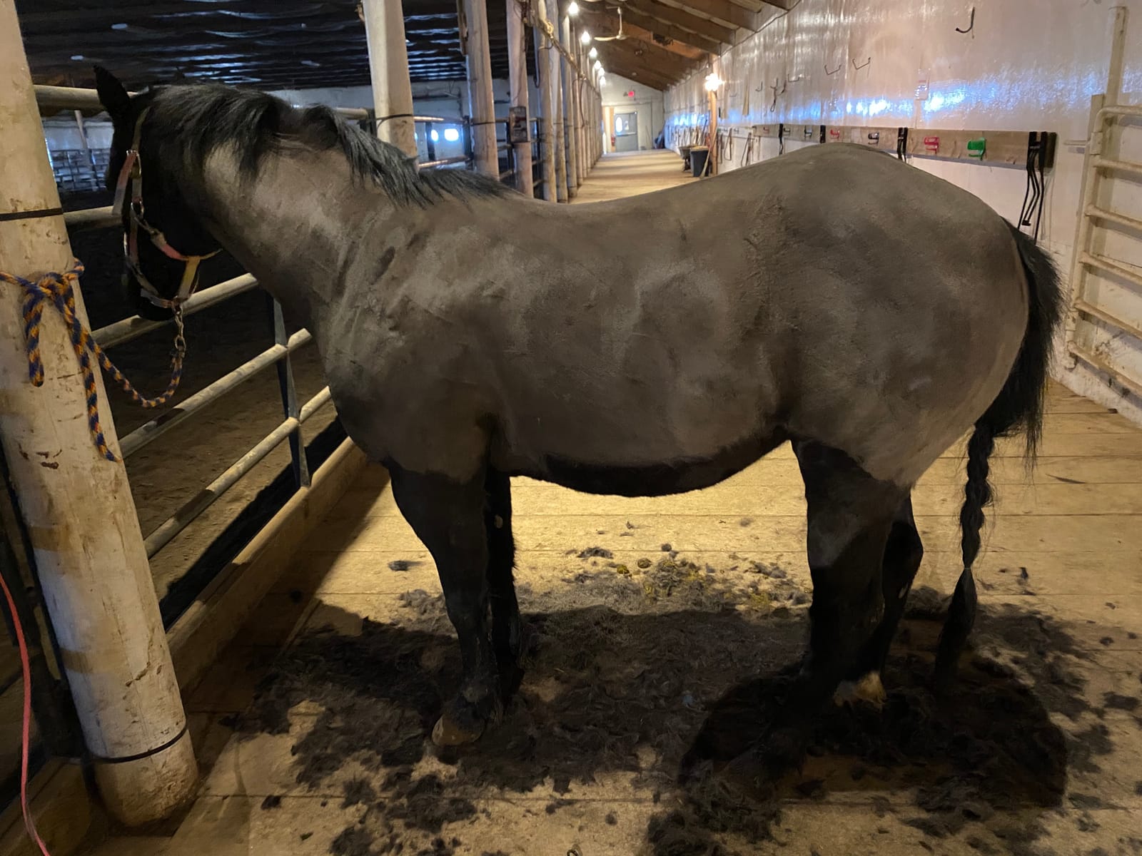 TAKEKIT Horse Clippers, 600W Professional Heavy Duty Horse Body Clippers, 6-Speeds Large Livestock Clippers for Body Clipping Horse Equine Cattle and Thick Coat Animals, with One Set of Extra Blades customer photo 2
