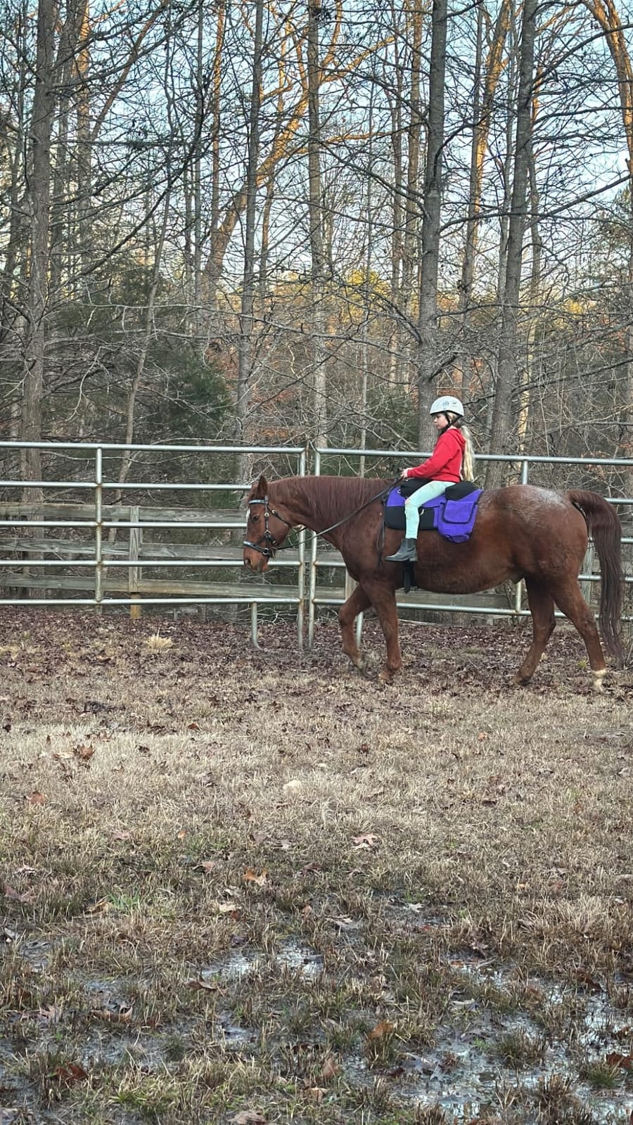 CHALLENGER Horse Western Deluxe Bareback Trail Saddle Pad w/Pockets Girth Stirrups customer photo 1