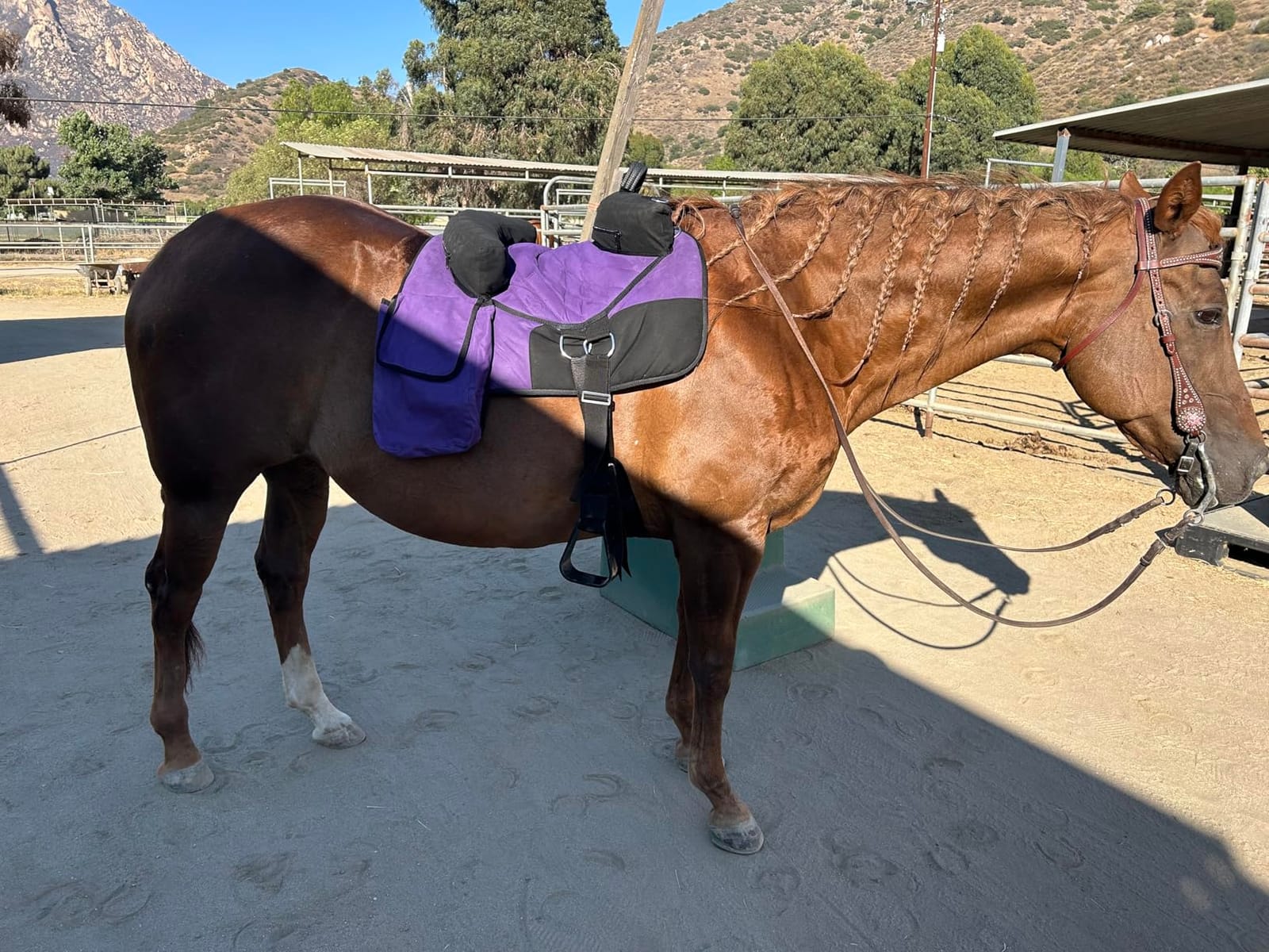 CHALLENGER Horse Western Deluxe Bareback Trail Saddle Pad w/Pockets Girth Stirrups customer photo 2