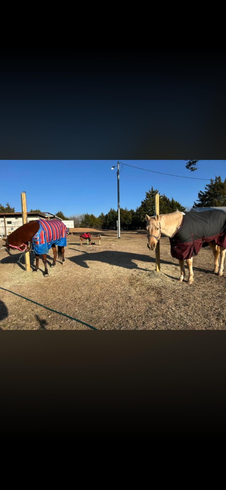 LEAFOREST 1200D Turnout Horse Winter Blanket Waterproof Breathable Snow Proof Heavy Blankets 200g Fill Sheet in The Barn, Stable, Stall, Pasture, Paddock Black Red 69 inches customer photo 1