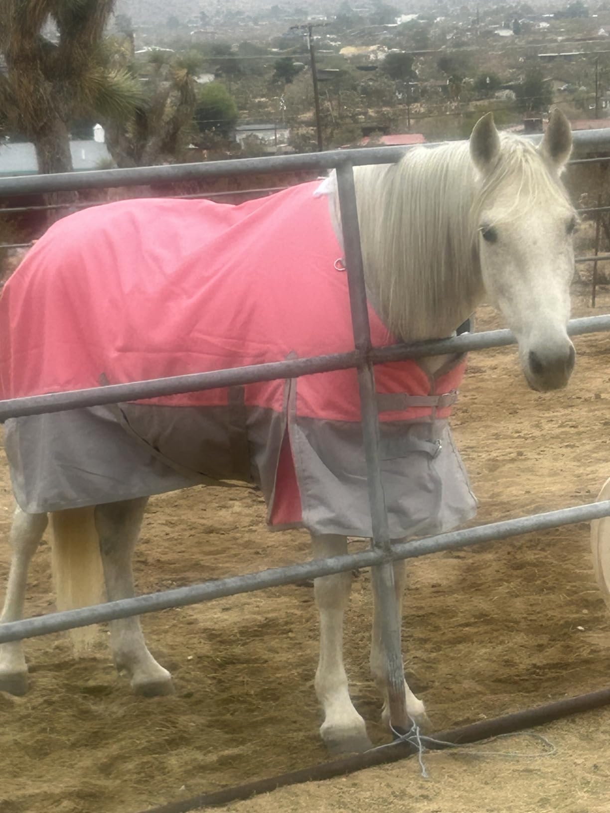 LEAFOREST 1200D Turnout Horse Winter Blanket Waterproof Breathable Snow Proof Heavy Blankets 200g Fill Sheet in The Barn, Stable, Stall, Pasture, Paddock Black Red 69 inches customer photo 2