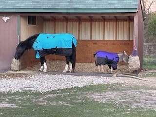 HILASON 1200D Winter Waterproof Turnout Horse Blanket Belly Wrap Neck Cover customer photo 1