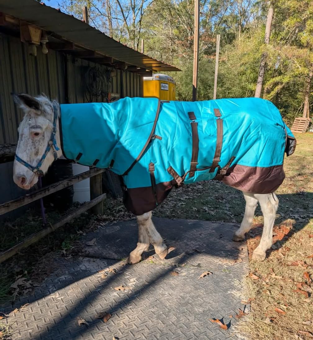 HILASON 1200D Winter Waterproof Turnout Horse Blanket Belly Wrap Neck Cover customer photo 2