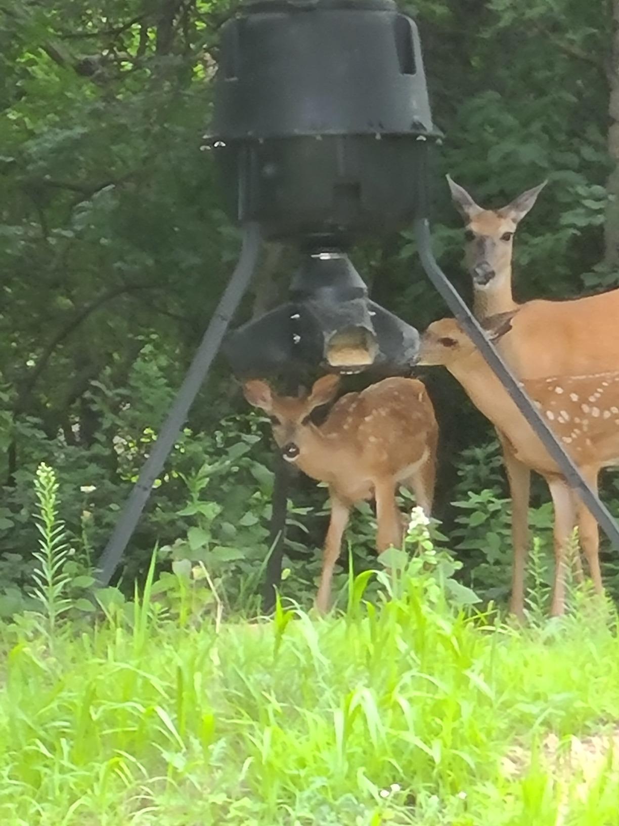 Moultrie Gravity Deer Feeder - Tripod Game Feeder - Easy Conversion Adapter - Protein Pellet Ready - Rugged No-Power Setup for Deer Management customer photo 1