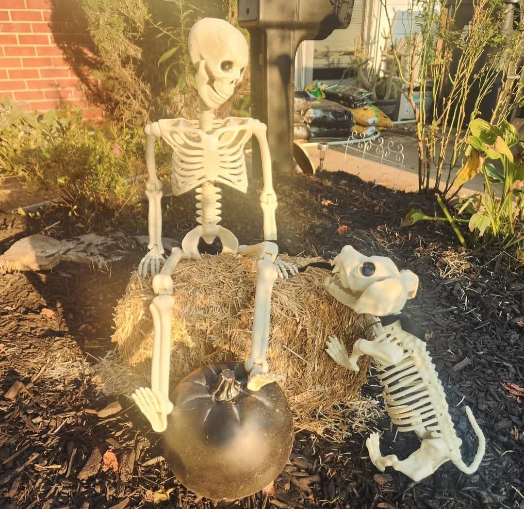 Lighted Human & Dog Skeleton Halloween Decorations Outdoor/Indoor - 36 Inch Realistic Full Body Movable Posable Skeleton Spooky Halloween Decor for Garden Yard Porch Party Haunted Graveyard customer photo 1