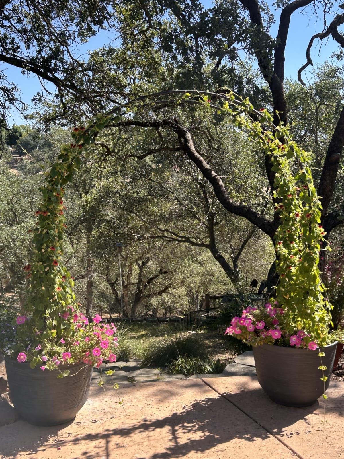 Thickened Tube Garden Arch,7.3ft Heavy-Duty Metal with 16mm Steel Tubes & 0.5mm Thickened Wall, Durable Outdoor Trellis for Climbing Plants,Roses,Garden Party,Ceremony & Decorations (Black) customer photo 1