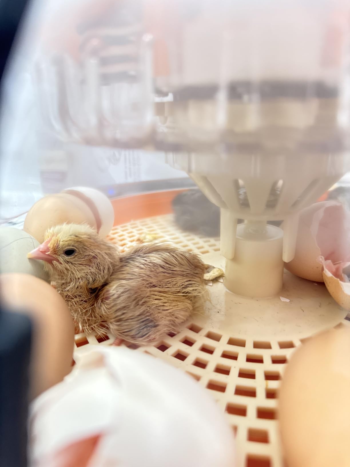 18 Egg Incubators for Hatching Eggs, Automatic Egg Turning and Humidity Control Incubator for Hatch Chicken Duck Quail Pigeon Pheasant Partridge Home Classroom Lab customer photo 1