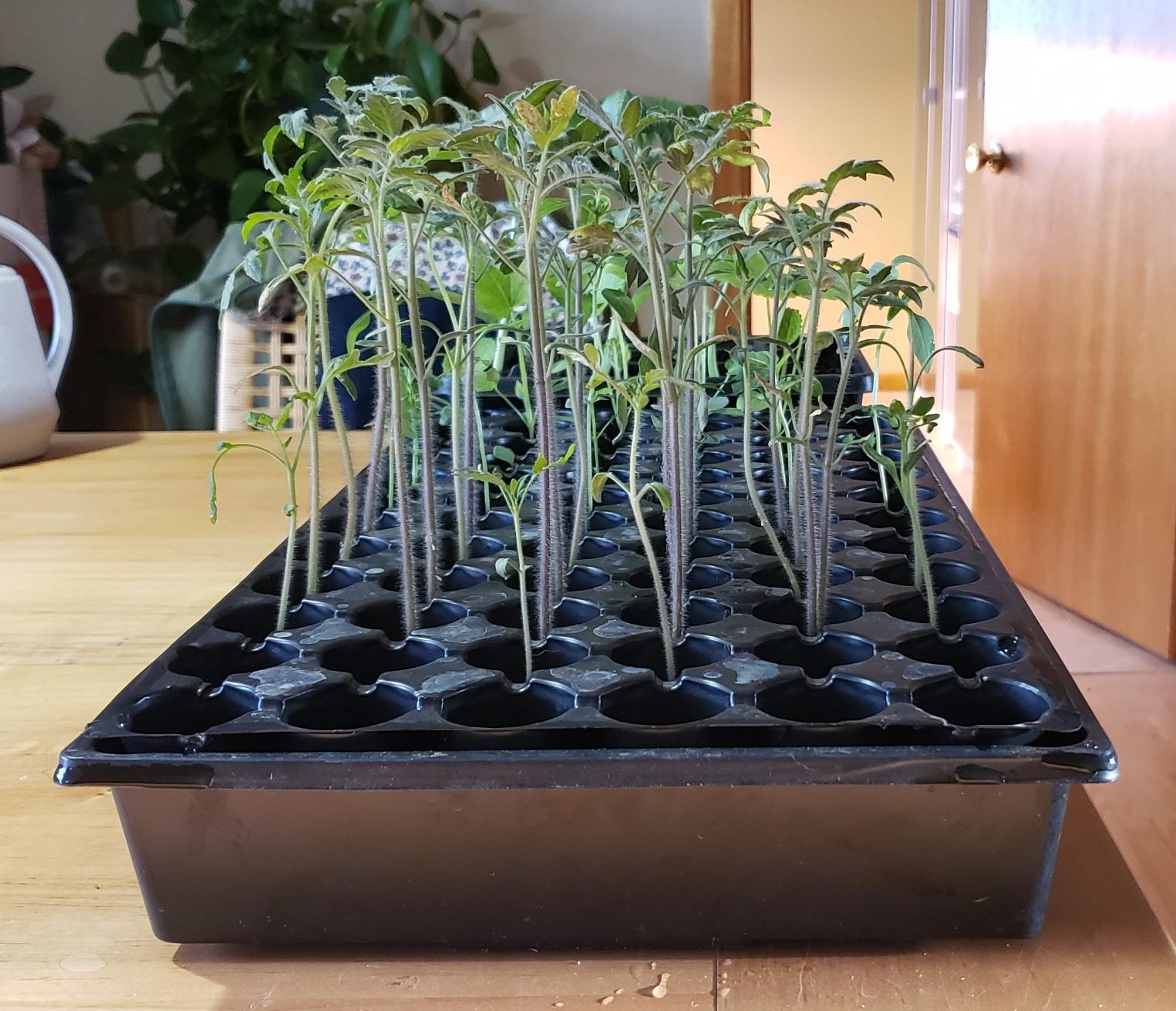Jump Start CK64060 Germination Hot House, 17W Heat Mat & 7 in Dome customer photo 2
