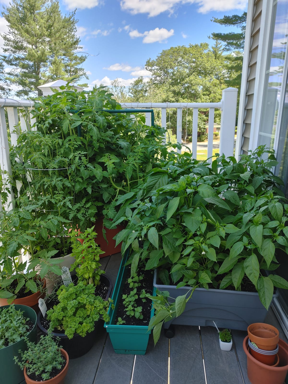 Hydrofarm GCTR Tomato Grow System, 10 Gal Planter, 4 Ft Trellis, Wheels customer photo 1