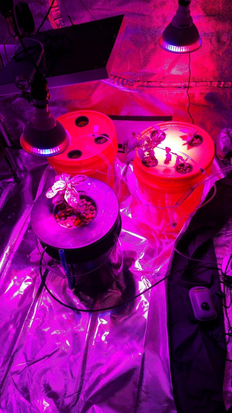 Deep Water Culture (DWC) Hydroponic Bucket Kit 5 Gallon, 6 inch customer photo 2