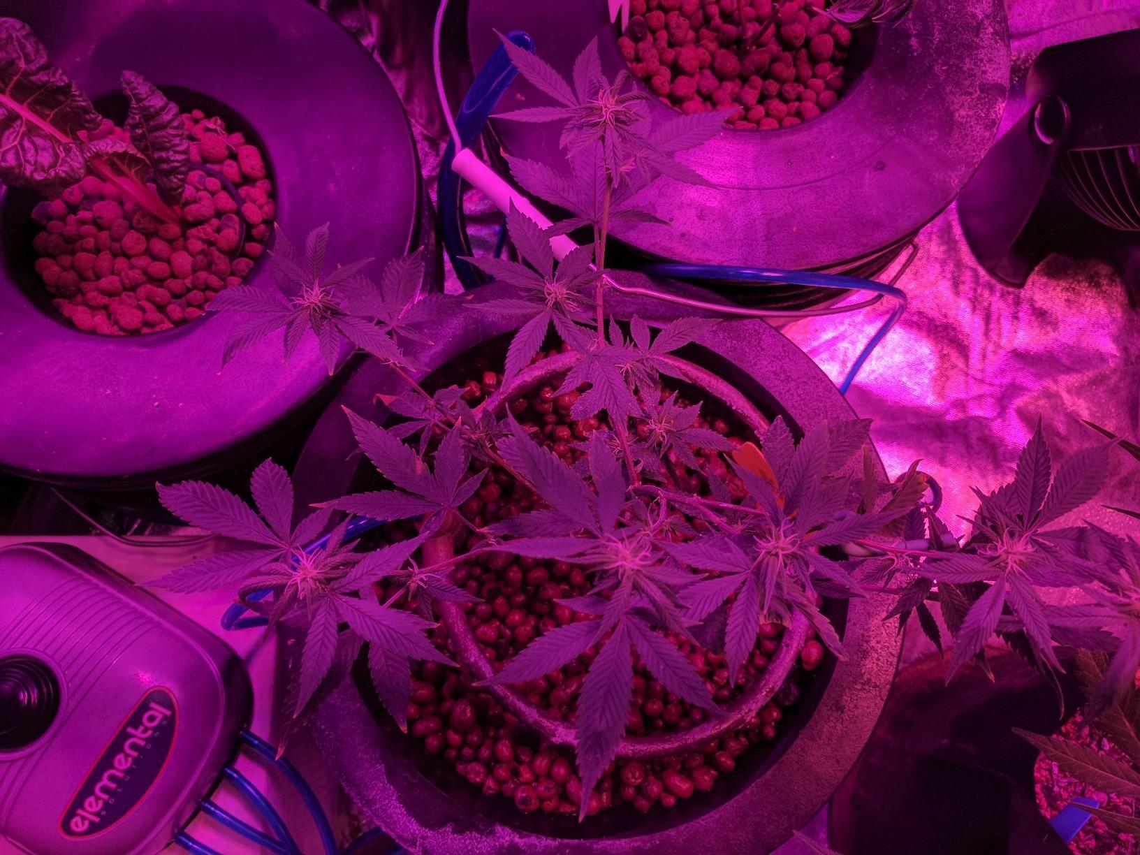 Deep Water Culture (DWC) Hydroponic Bubbler Bucket Kit by PowerGrow ® Systems (4) 5 Gallon - 6