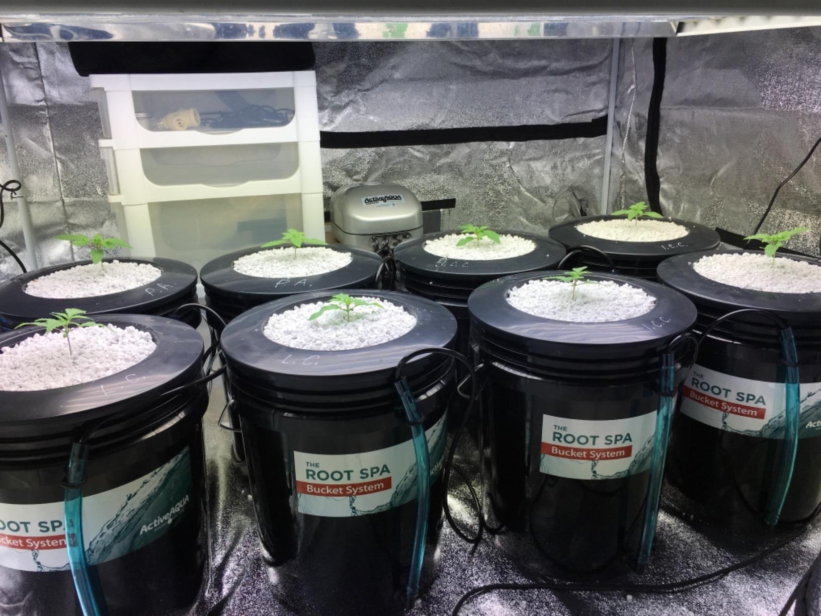 Hydrofarm RS5GALSYS Root Spa Deep Water Culture Bucket System, 5 Gallon, black customer photo 2