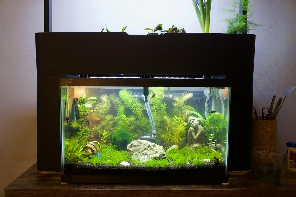 AquaSprouts Aquaponics Garden, Self-Sustaining Desktop Aquarium Hydroponics Ecosystem Kit, fits Standard 10 Gallon Aquariums customer photo 1